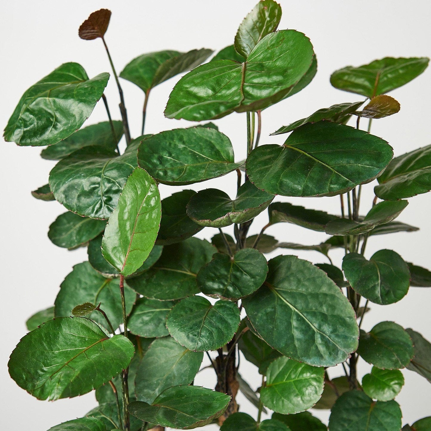 Aralia Fabian Stump 'Polyscias Scutellaria' | Live Plant for Indoor & Outdoor | for Living Room, Office, Bathroom | (6" Pot)