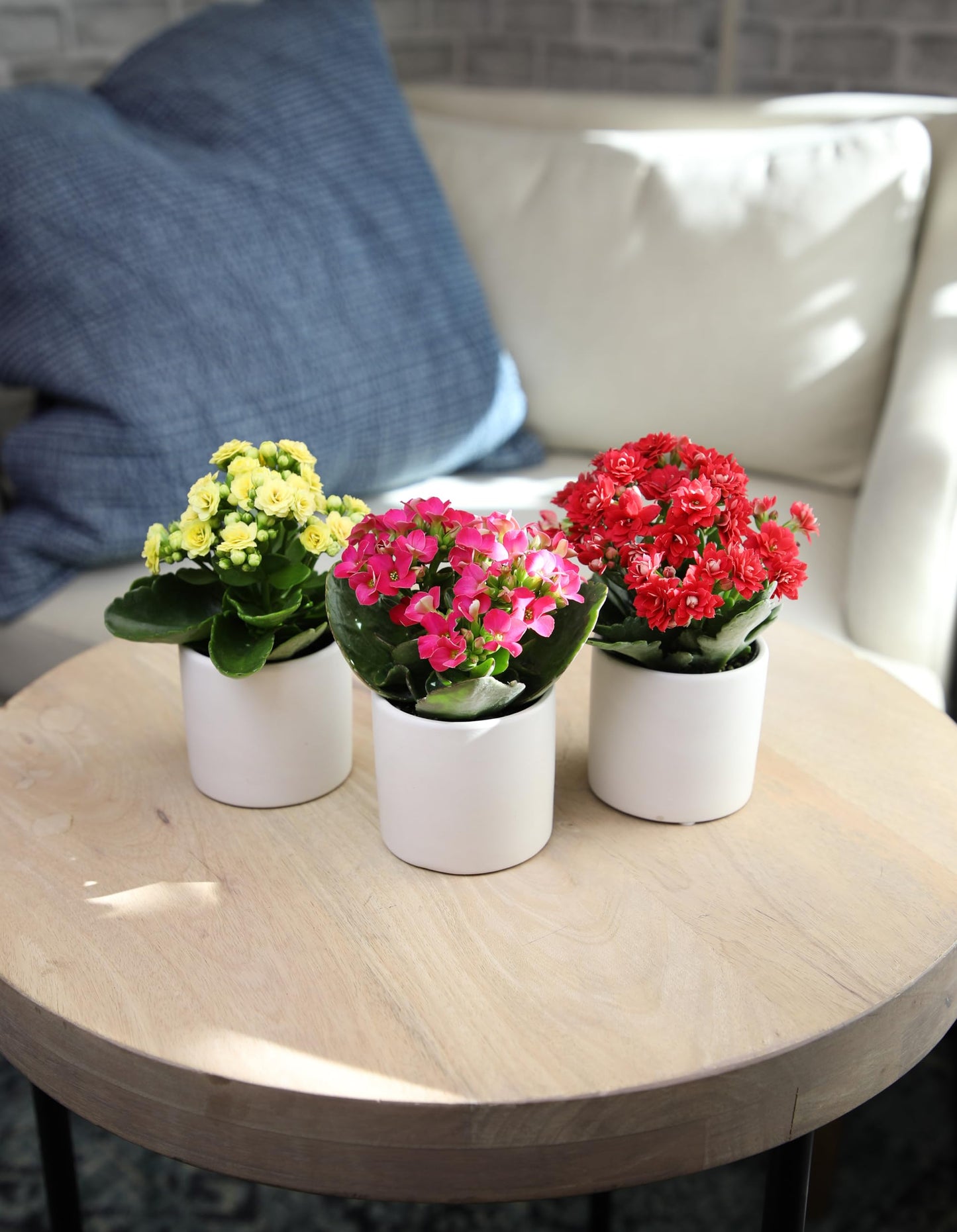 Kalanchoe Flower Plants 3PK in White Pots, Desk Plant Decor, Live Succulent Gifts for Plant Lovers Gift Ideas, Kalanchoe Plants Live Houseplants, Live Succulents Plants Live Flowers by Plants for Pets