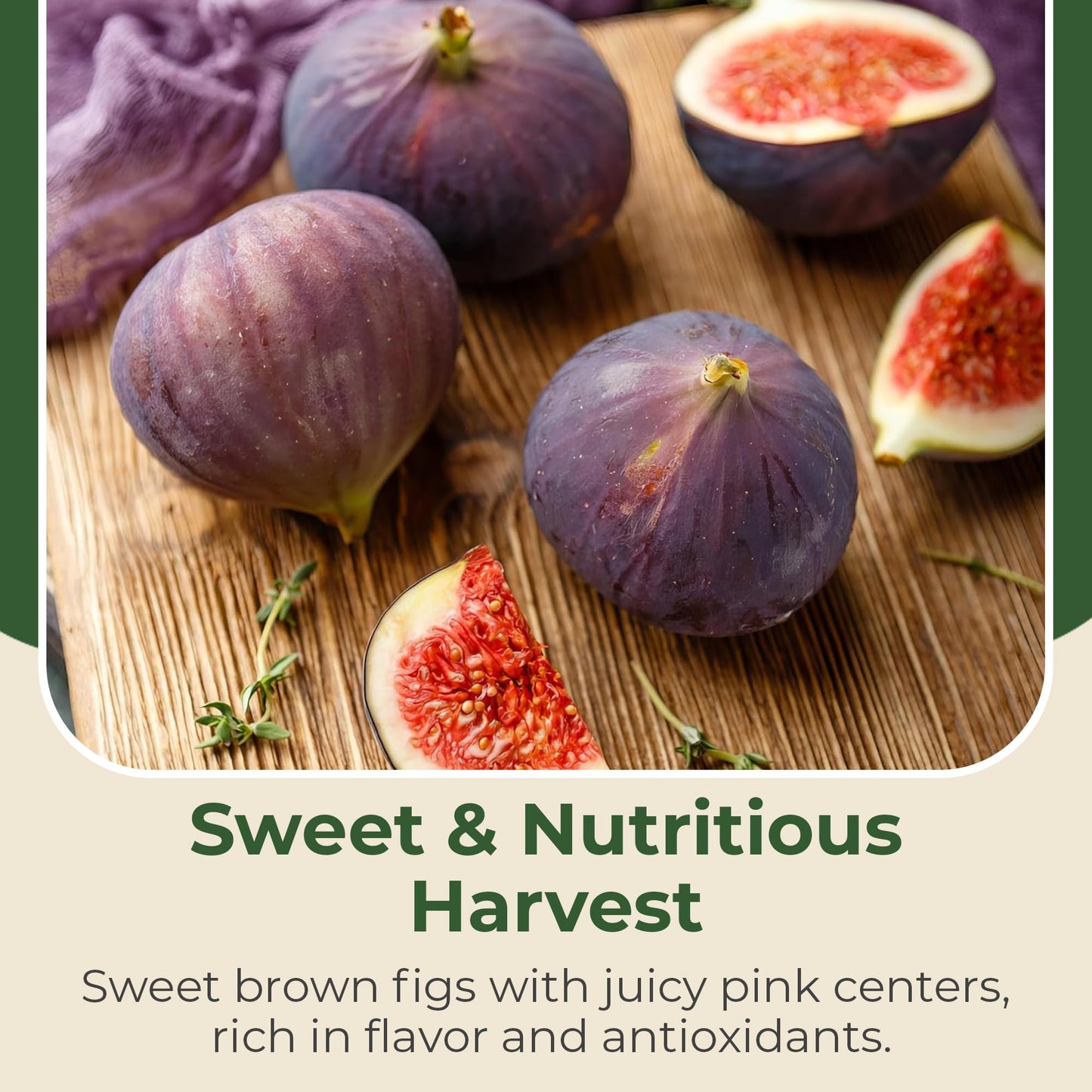 Brown Turkey Fig Plant - Sweet Year Round Harvest in 1 Gal Growers Pot - Grows Upto 12-15' - Easy to Grow Fruit Trees for Pots and Gardens (1 Count)