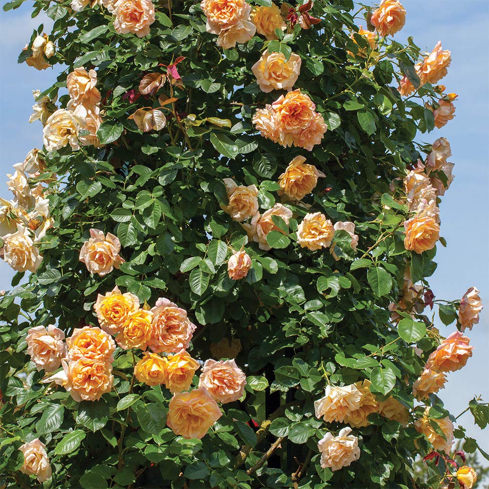 Heirloom Climbing Roses, Live Own Root Plant for Outdoor Garden, Garden Sun™, Lightly Fragrant, Hardiness Zones 5-10, Repeat Blooming