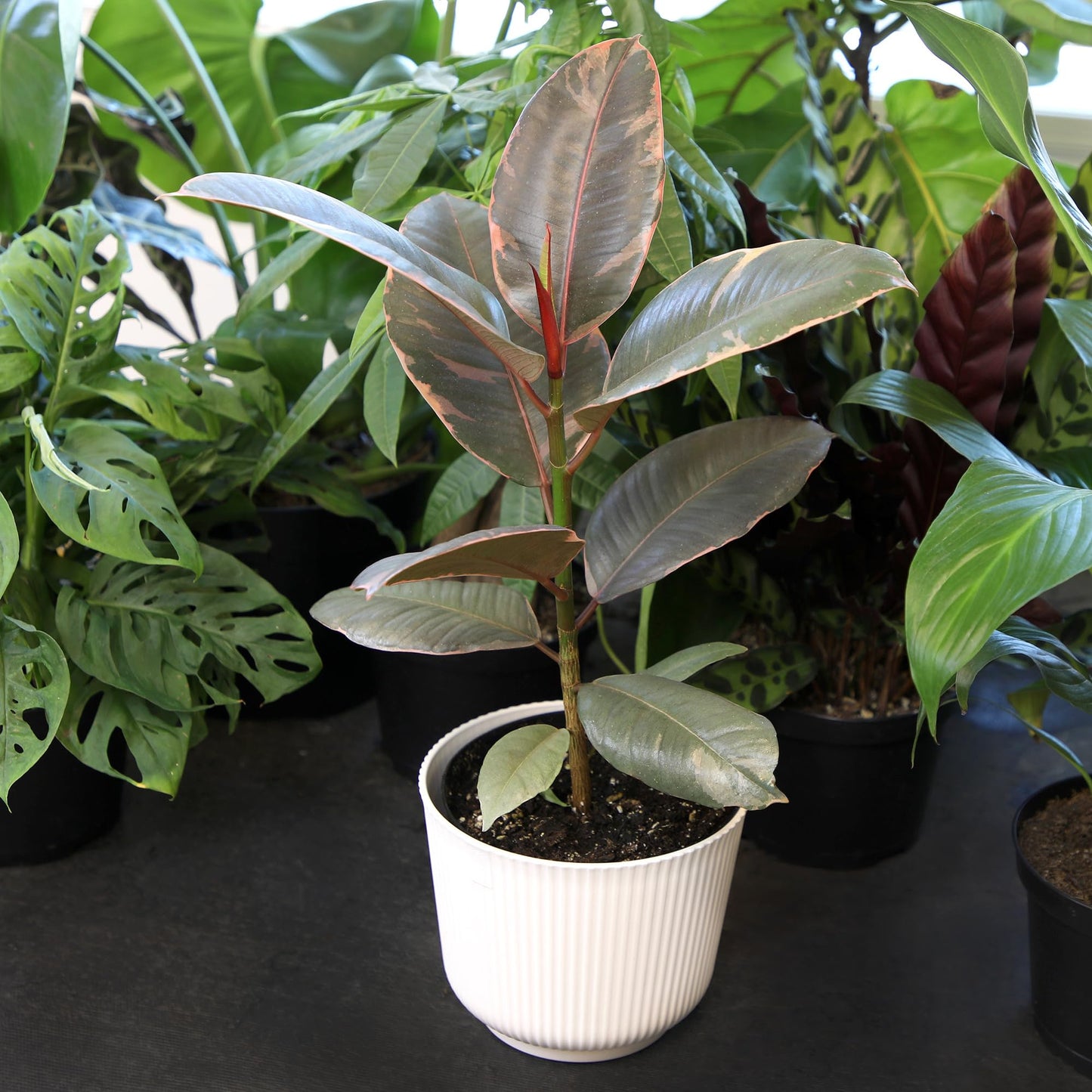 Altman Plants 'Ruby' Live Ficus Tree in 6 Inch White Plastic Plant Pot, Easy Plant Gift, Desk Plant & Office Plant, Variegated Rubber Plant Live Indoor Plant Decor in Indoor Plant Potting Soil Mix