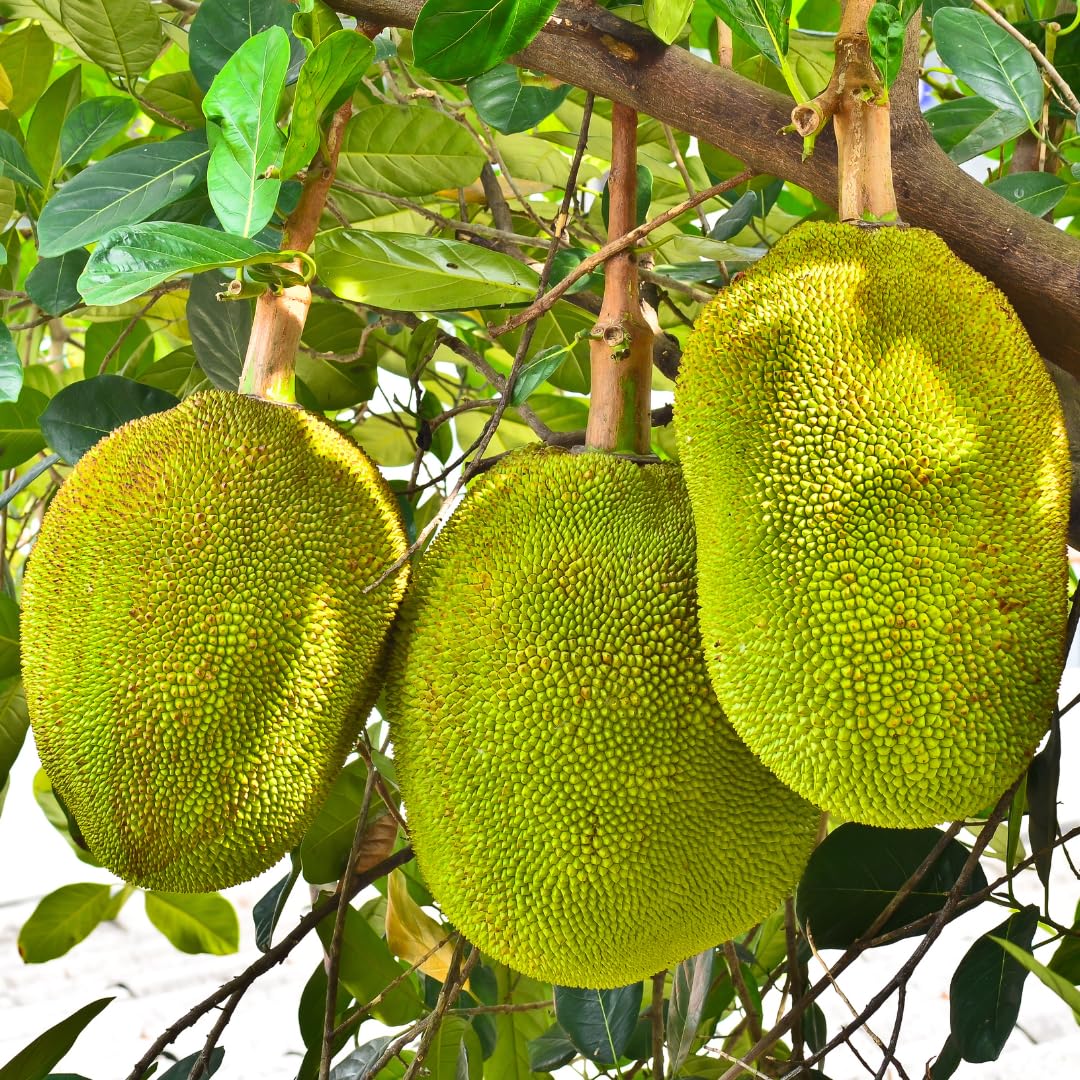 2 Jackfruit Trees Live Plants, Well-Rooted 1 Year Old Seedling Tropical Jackfruit Fruit in 4 Inch Pot, Yellow Sweet