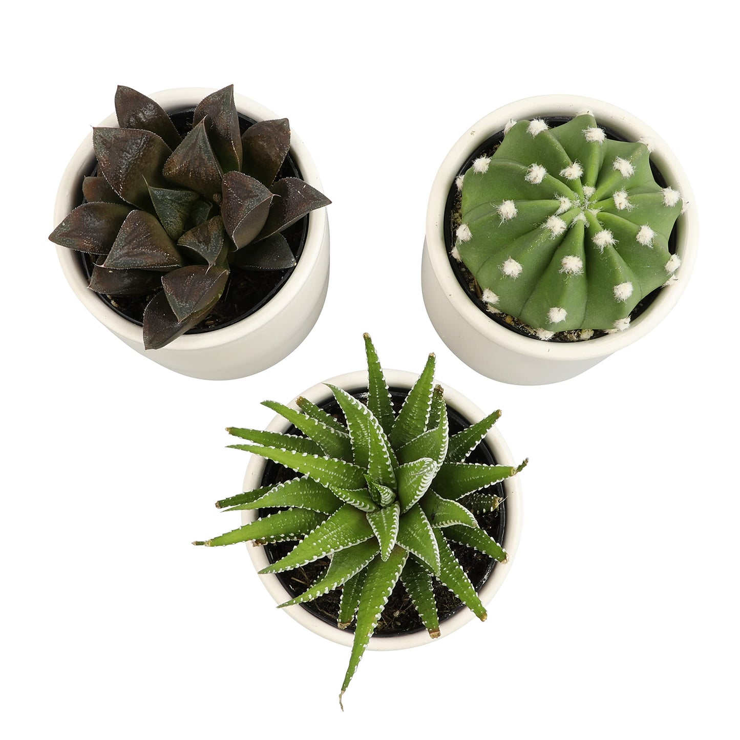 Plants for Pets Live Low Light House Plants in Ceramic Succulent Pots (3 Pack), Gasteria Succulent Plant and Cactus Plants Live with Potting Soil, Haworthia Succulents for Indoor Growing Home Décor