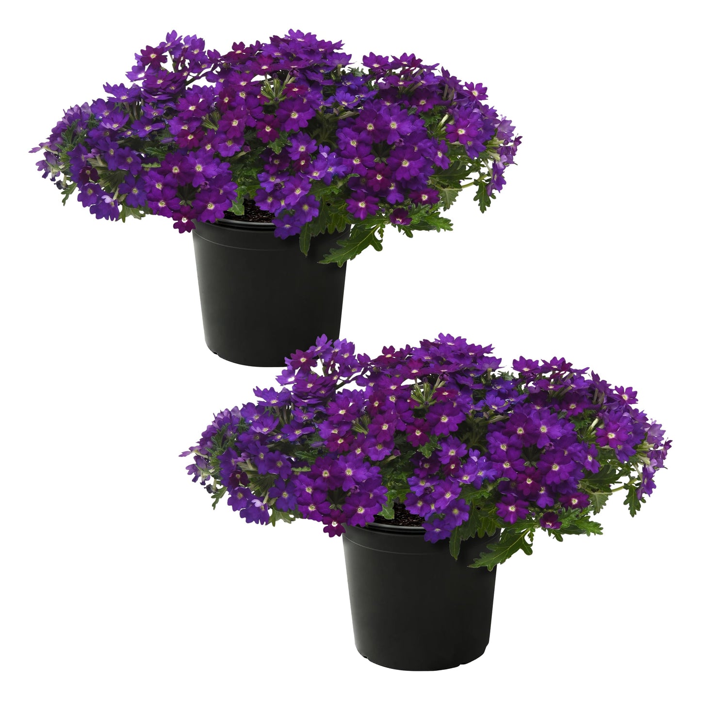 Live Flowering Verbena - Popping Purple (2 Plants Per Pack) - Healthy Flowering Plant - Beautiful Spring Color - 10" Tall by 5" Wide in 1Qt Pot