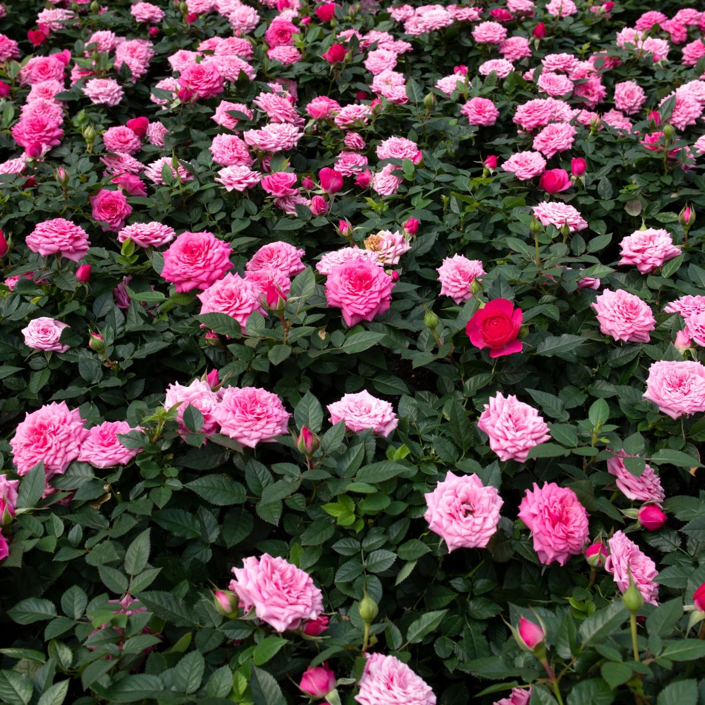 Pink Rose Plant Live, Rose Bush Shrub Plant, Climbing Rose Flower Plant, 2.5 Inc Potted