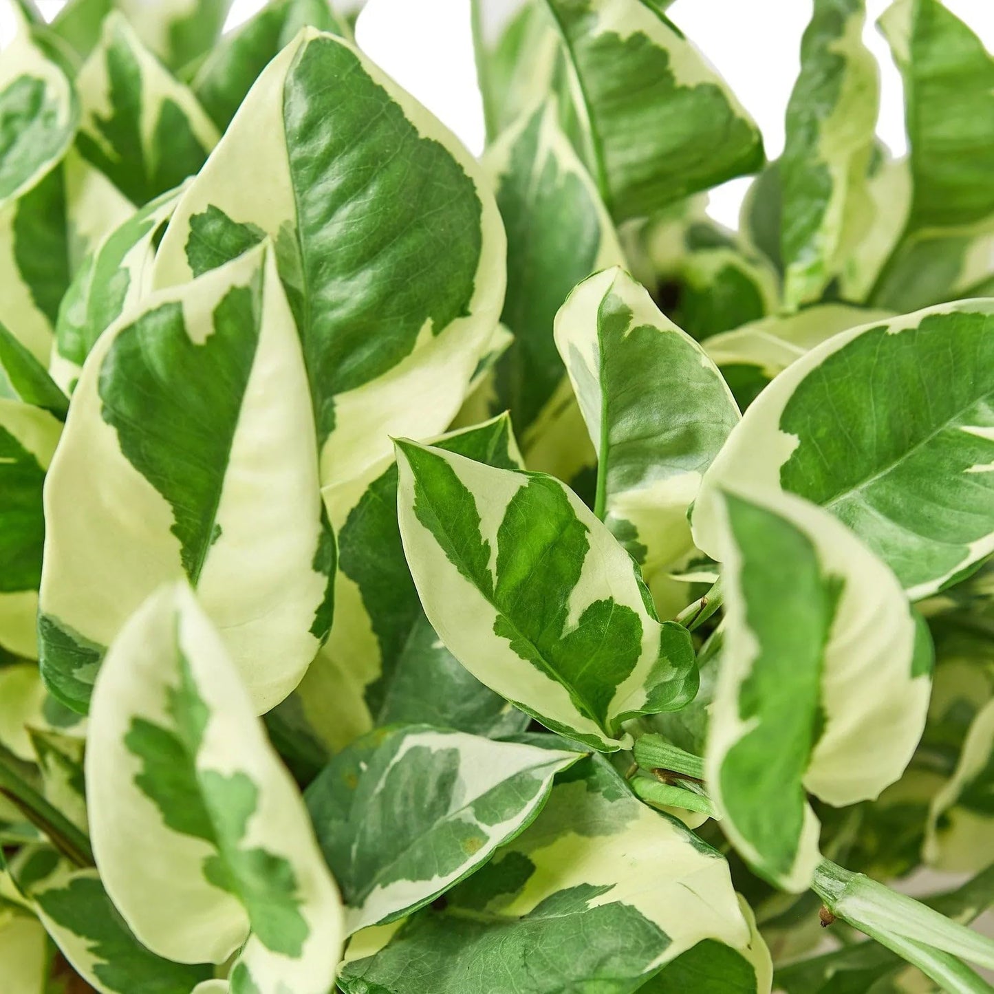 Pothos 'N'joy' | Live Plant for Indoor & Outdoor | for Living Room, Office, Bathroom | (8" Pot)