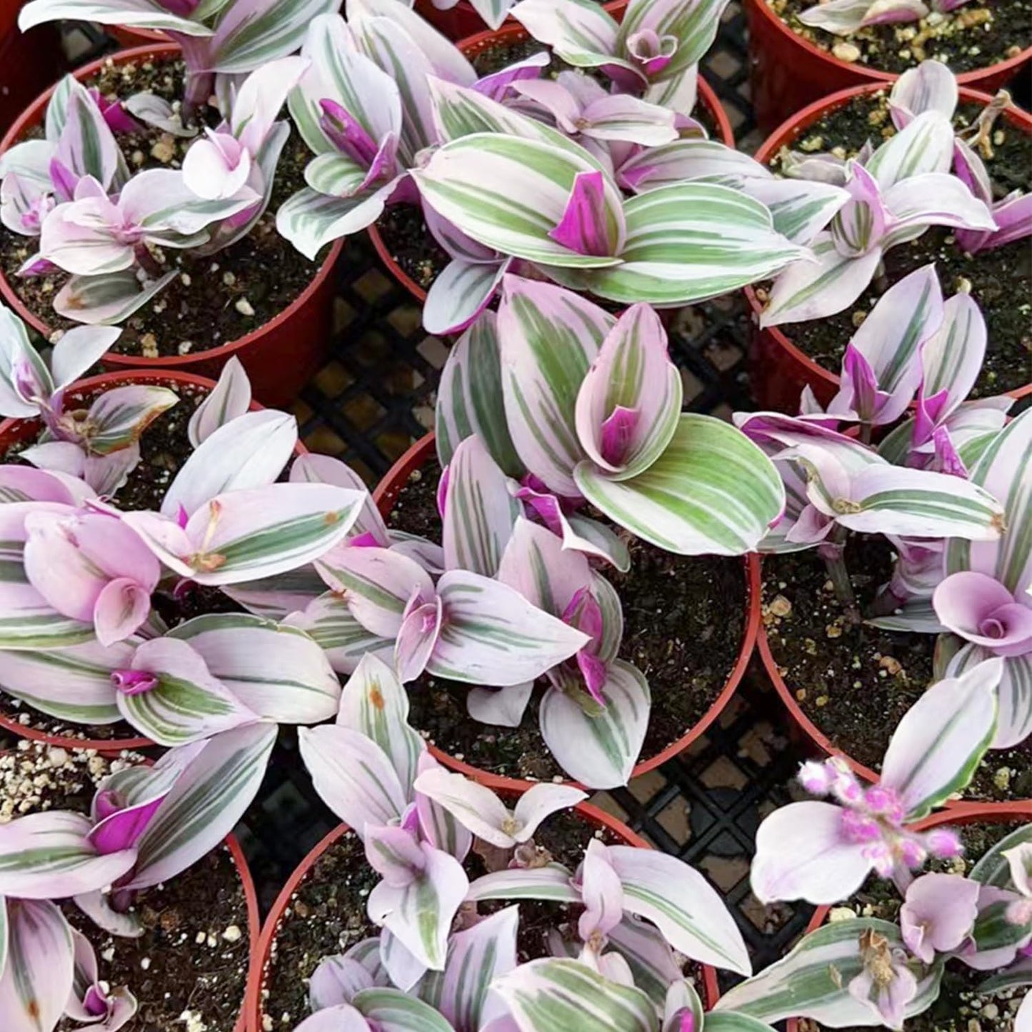 Sprout N Green Tradescantia Nanouk, Rare Pink Live Succulent Fully Rooted in 4" Pot, Trailing Houseplant for Indoor Outdoor Home Office Wedding Hanging Decor, Keep Away from Pets, Easy to Care
