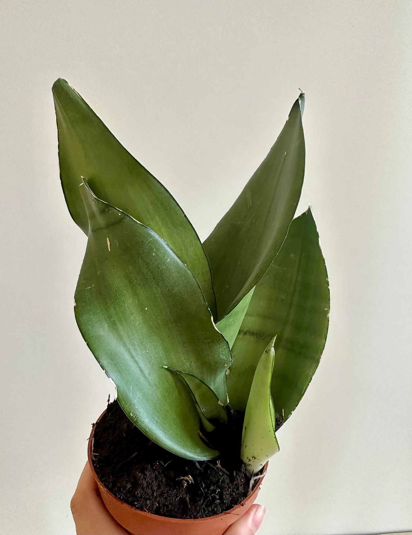 Live Easy Care Sansevieria Trifasciata Moonshine Snake Plant, Mother's in Law Tongue air Purifying Fully Rooted in 5" Pot House Plant