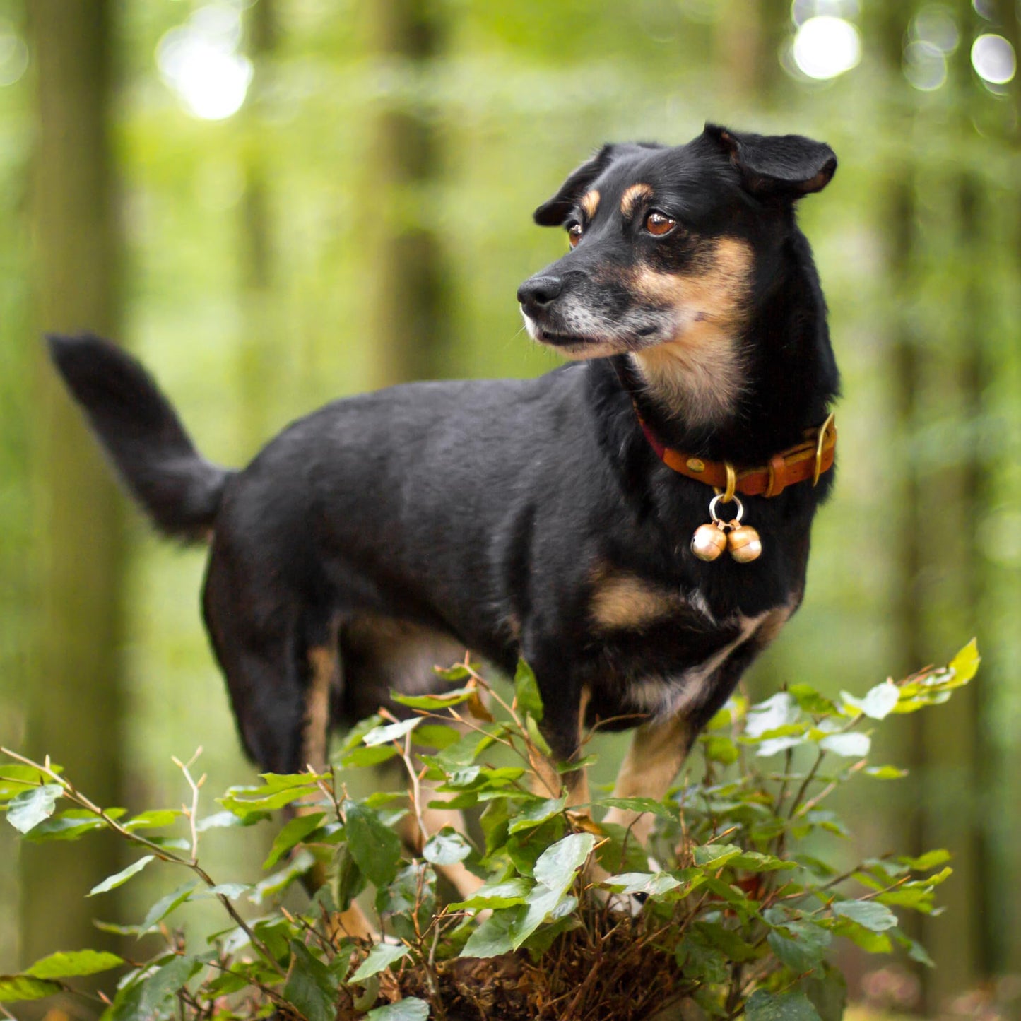 Beau's Bells 2 Extra Loud Cat & Dog Bells | Pet Tracker | Save Birds & Wildlife | Luxury Handmade Copper (Medium)