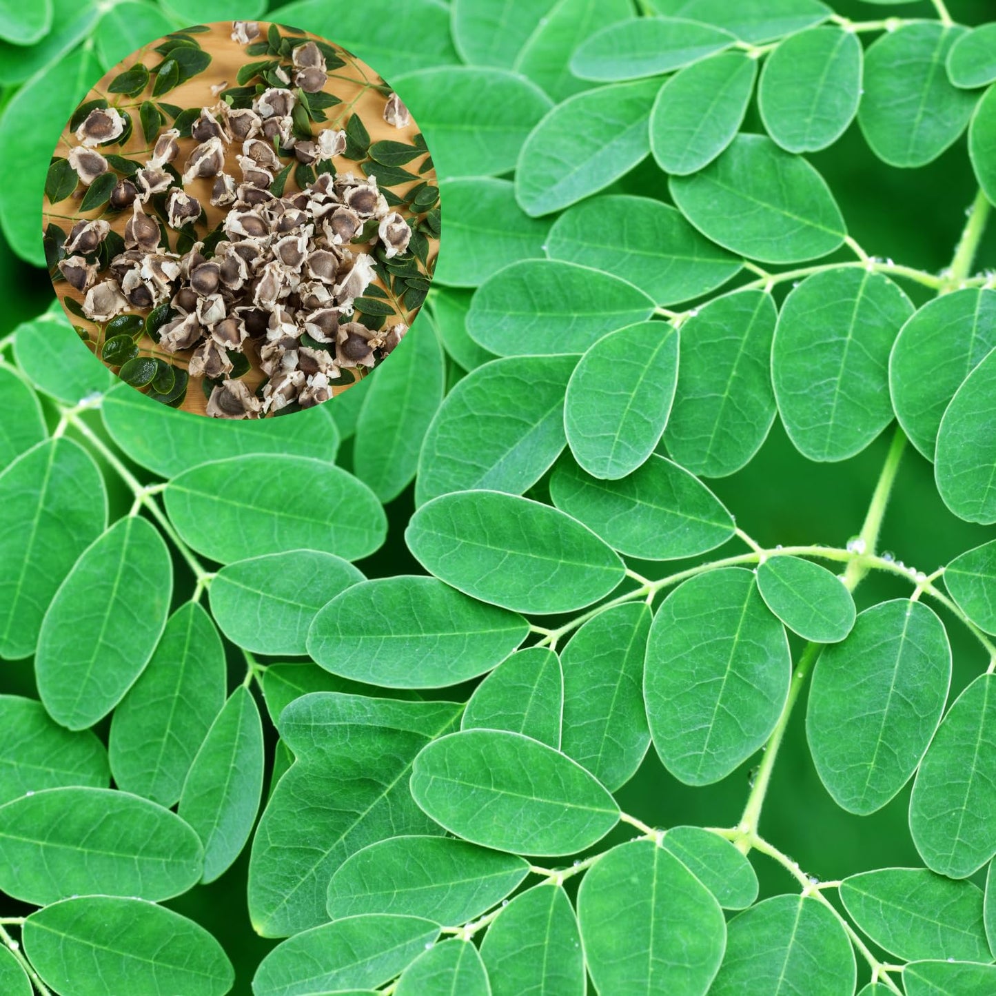 Moringa Tree Live Plant, Moringa Oleifera Plant 6-10'' Tall, 4'' Potted Plant Ready to Grow Outdoor