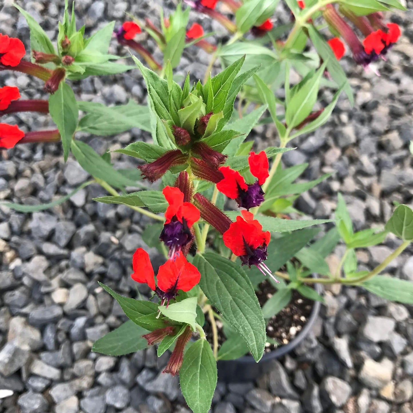 Cuphea Llavea, Bat-Faced Cuphea, C. Blepharophylla, Red or Torpedo Cuphea, Houseplant or Annual, Loved by Pollinators, Container Size: 3" (2.6x3.5)