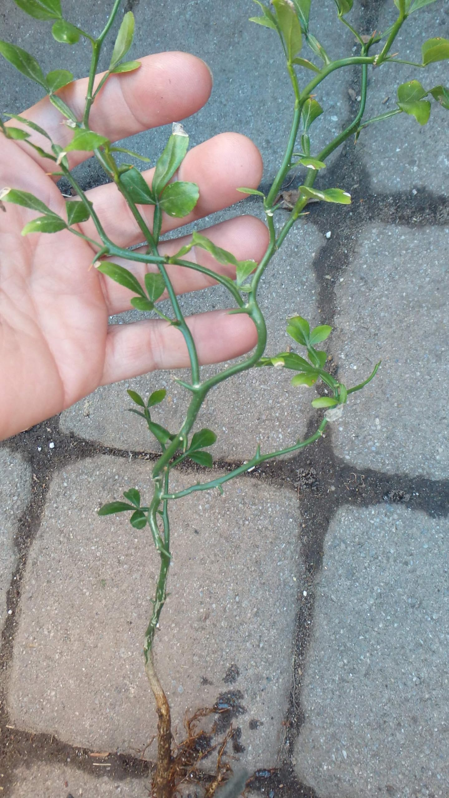 10-15" Tall Flying Dragon Plant 2 Years Old Trifoliate Orange (Poncirus trifoliata) bareroot