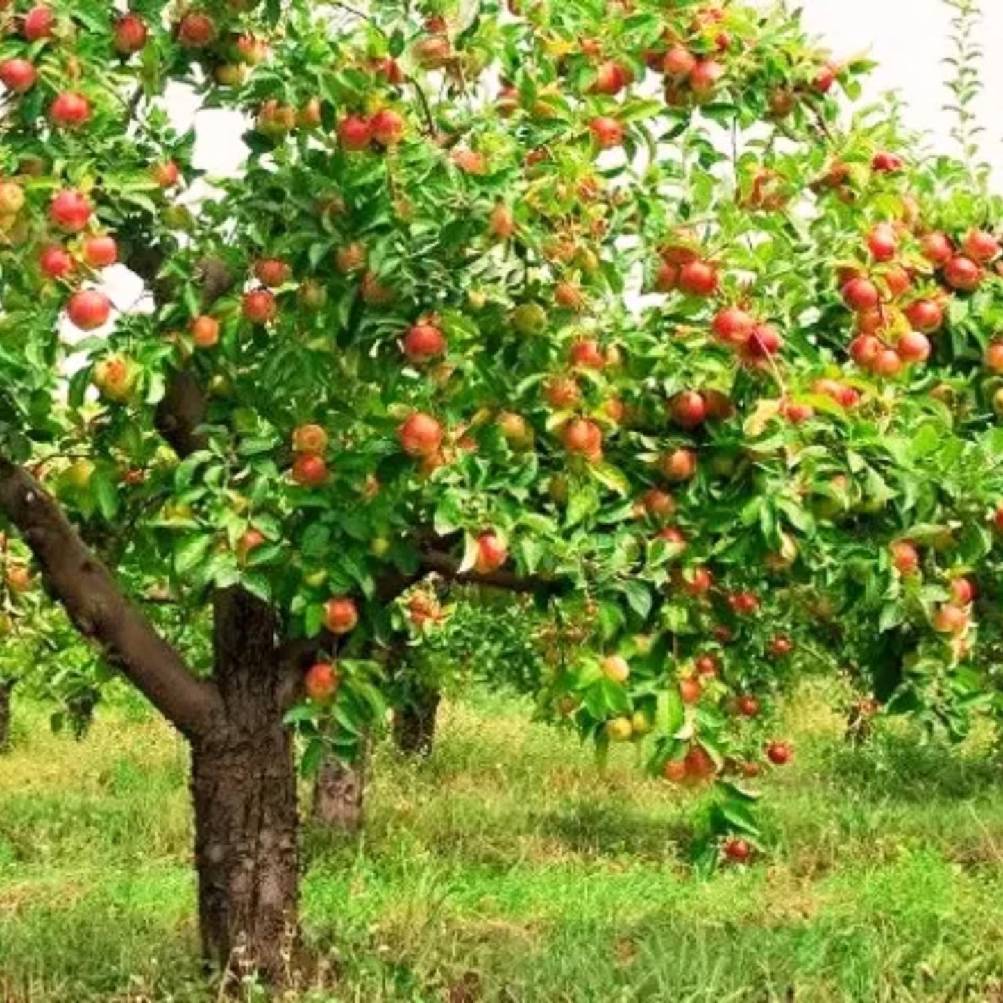 Gala Apple Tree Live Plant, Apple Plant Live for Planting, 2-3 Feet Tall, Bareroot Dormant, Live Apple Tree Plant Live, Sweet Apple Fruit Tree Ready to Grow Your Garden