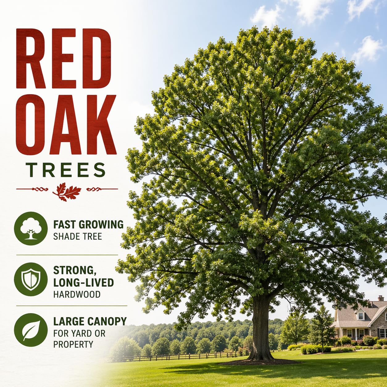 3 Pack Red Oak Trees (Quercus rubra) – Live Fast Growing Shade Trees, Vibrant Red Fall Foliage, Hardy Landscape Trees for Yard & Garden