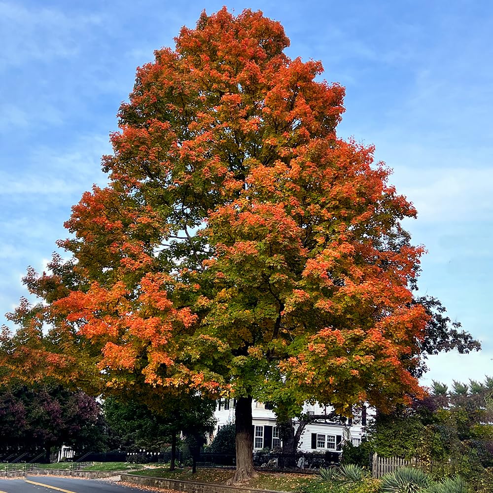 Northern Red Oak Tree, Vibrant Foliage, Deciduous, Tall, Acorn Producing, 5 gal, Nursery Pot (Due to Agricultural Laws, we Unable to Ship to CA, AZ, AK, or HI)