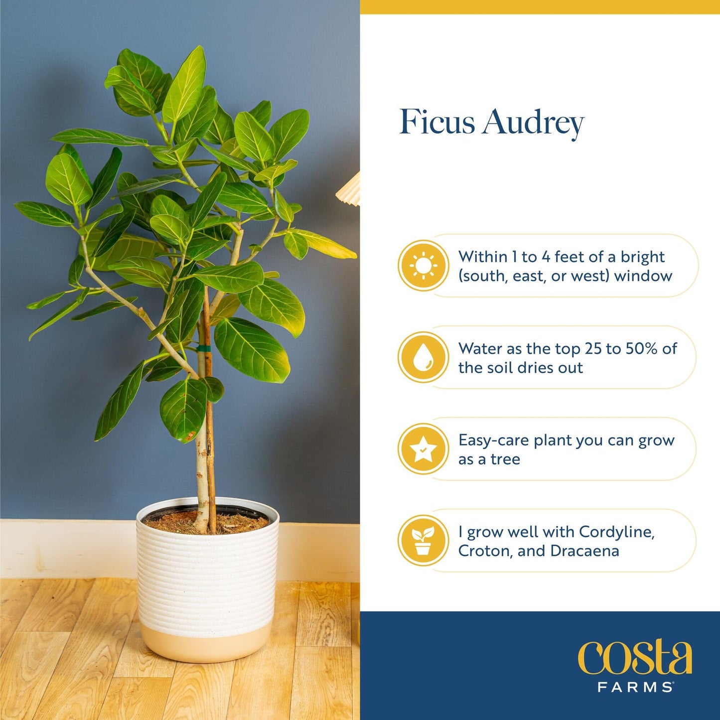 Costa Farms Ficus Audrey Tree Live Plant in Decorative Pot, Large Indoor Houseplant, Perfect for Home, Room, or Office Decor, Great House Warming or Birthday Gift, 2-3 Feet Tall