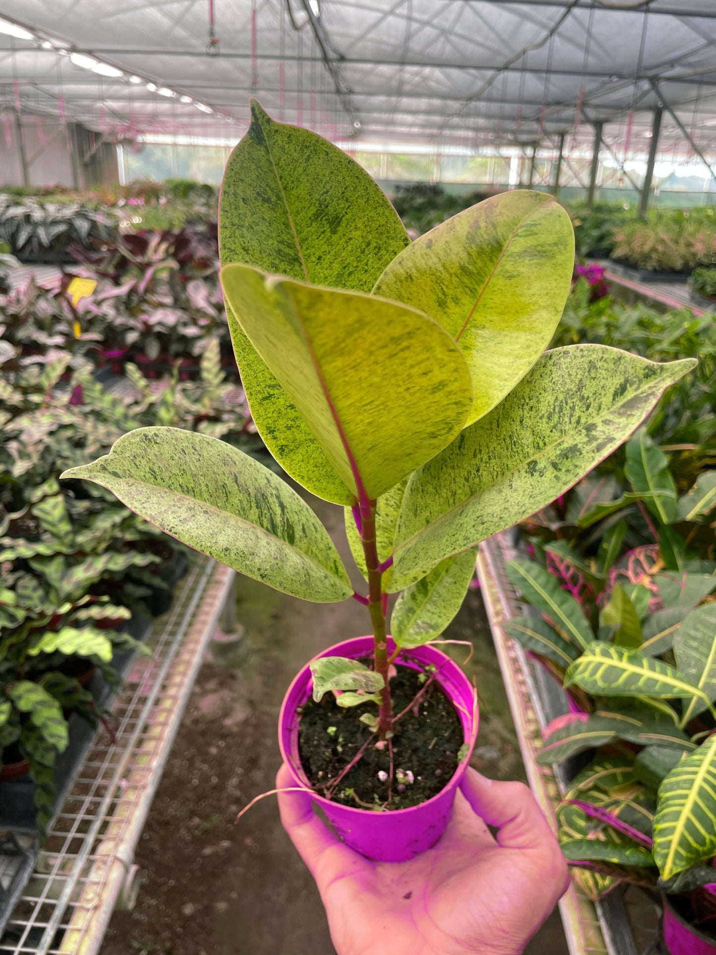 Ficus 'shivereana' Moonshine in 4in Pot - Live Rare Plant - Easy to Grow | Variegated | USA Growers | The Snobby Leaf