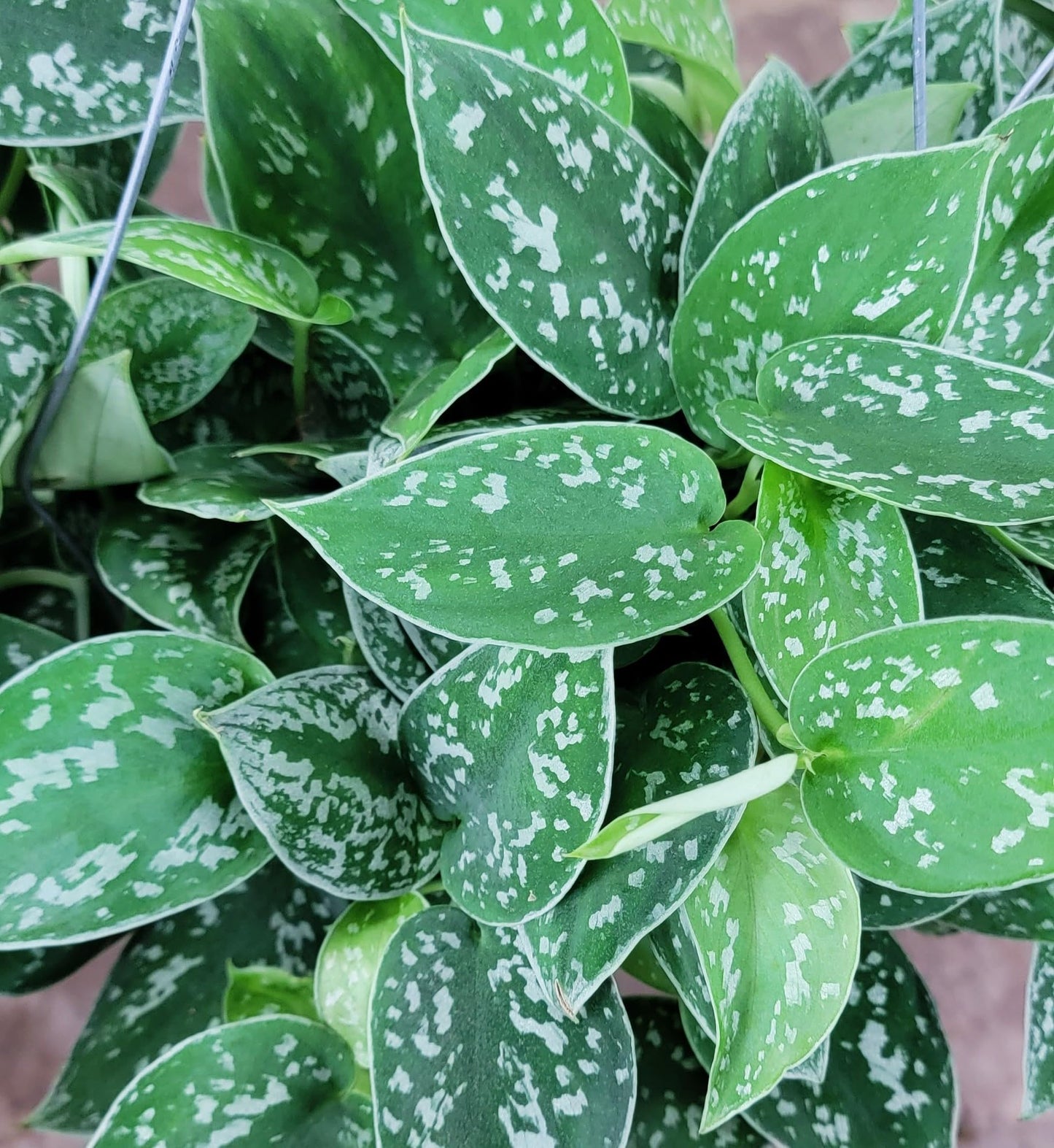 Scindapsus Pictus Argyraeus ‘Silver Satin Pothos’ - Live Indoor Plants in 4" Pot, Elegant Houseplants for Home Decor | Plants Live Houseplants by 3exoticgreen