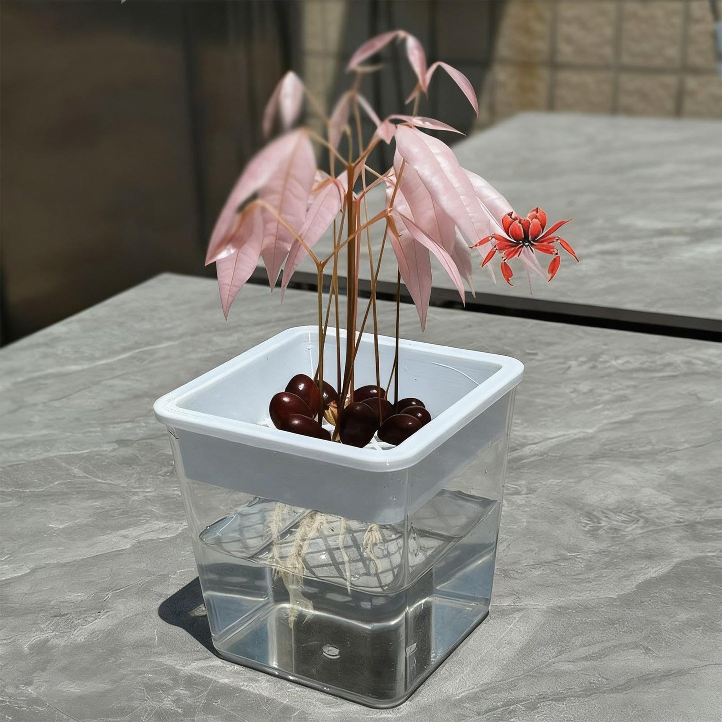 Plant Pot - Transparent Plant Containers - Hydroponic Containers - for Semi-Hydro Cuttings Seedlings African Violets Balcony Desk Garden Porch Windowsill Bedroom Living Room Yard
