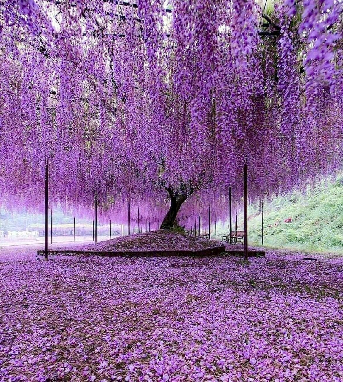 Purple Chinese Wisteria Tree - 6-12" Tall Seedling - 2.5" Pot - Live Plant - Wisteria sinensis