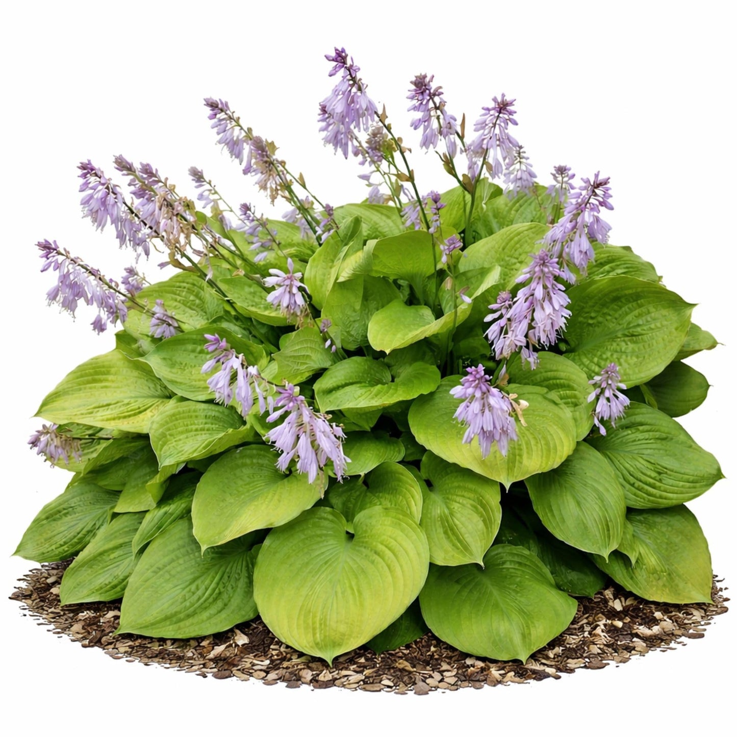 Easy to Grow Hosta Sum and Substance 3 Plant Roots - Summer Lavender Blooms on Lime Green Foliage for Shade Garden