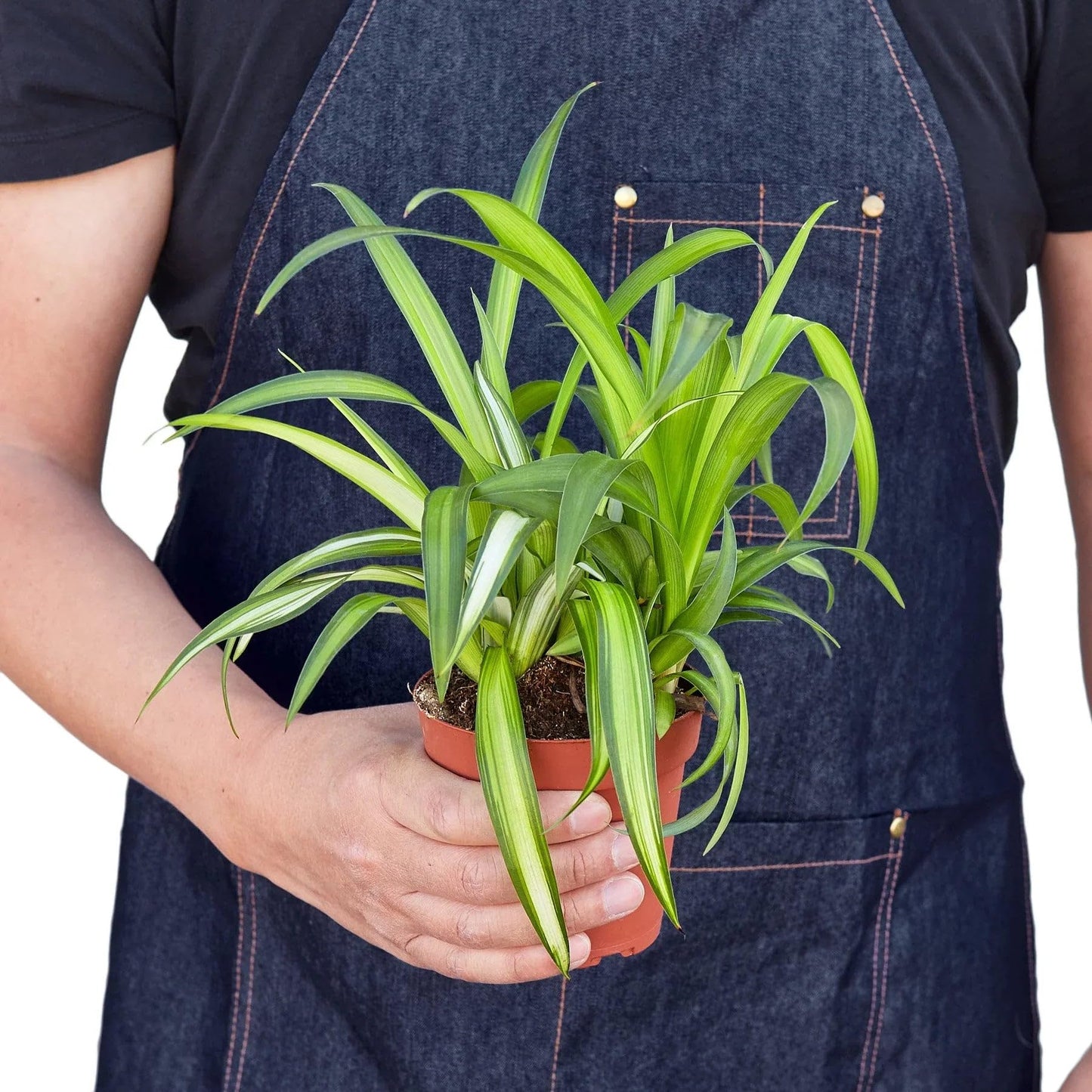 Spider Plant Hawaiian | Live Plant for Indoor & Outdoor | for Living Room, Office, Bathroom | (4" Pot)