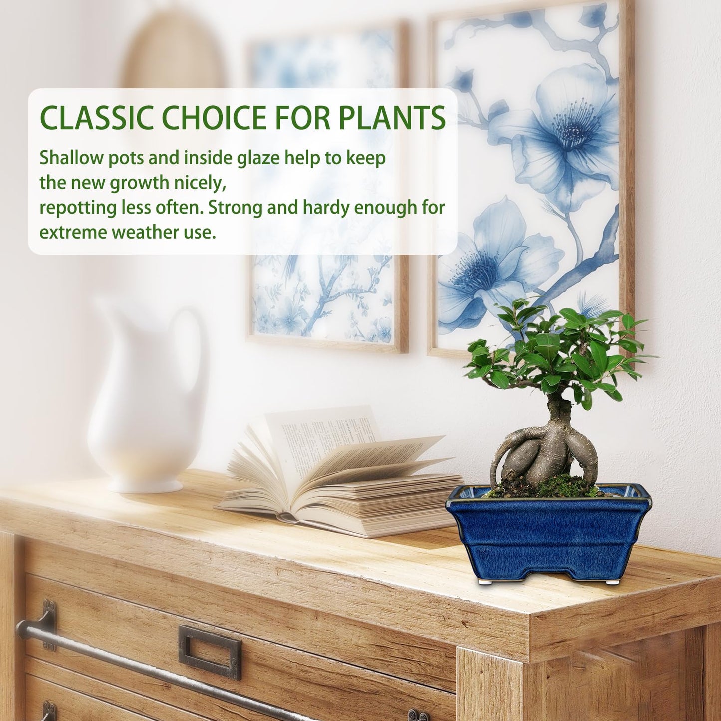 Villa Como Bonsai Pots Shallow Succulent Planters for Live Bonsai Trees Set of 2, 6.3" Ceramic Pot for Succulents Indoor with Drainage Hole, Outdoor Cactus Plant Bonsai Pot, Ceramic Flower Pot