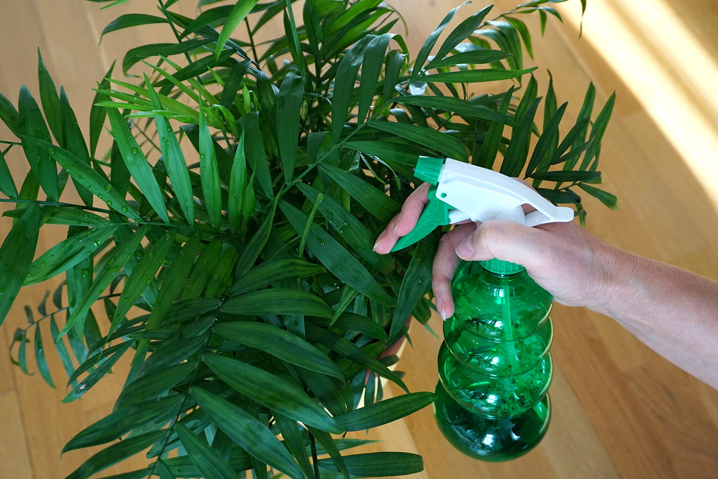 American Plant Exchange Parlor Palm – 4-Inch Pot with Cover – Live Easy Care Low-Light Indoor Houseplant, Pet-Friendly Tropical Palm for Home, Office, Bedroom & Shelf Décor