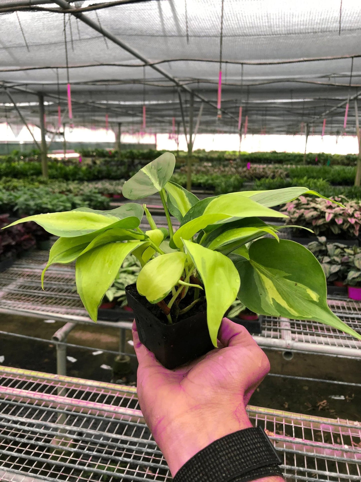 4 Pack Philodendron 'Brasil' in 3in Pot - Live Tropical Houseplant - Easy to Grow | Air Purifying | Variegated | USA Growers | The Snobby Leaf