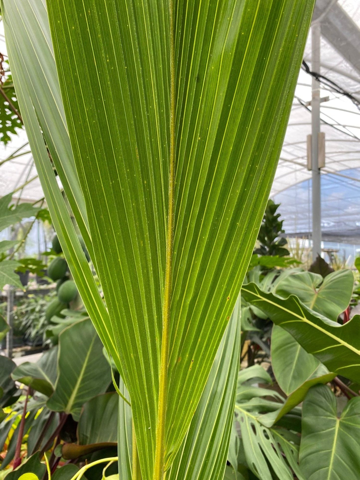 Green Malayan Coconut Palm Tree - Tropical Cocos Nucifera, Low Maintenance Live Exotic Palm for Indoor & Outdoor Spaces, Air-Purifying, Drought-Tolerant Ornamental Accent Plant (2gal Pot, 2-3ft)