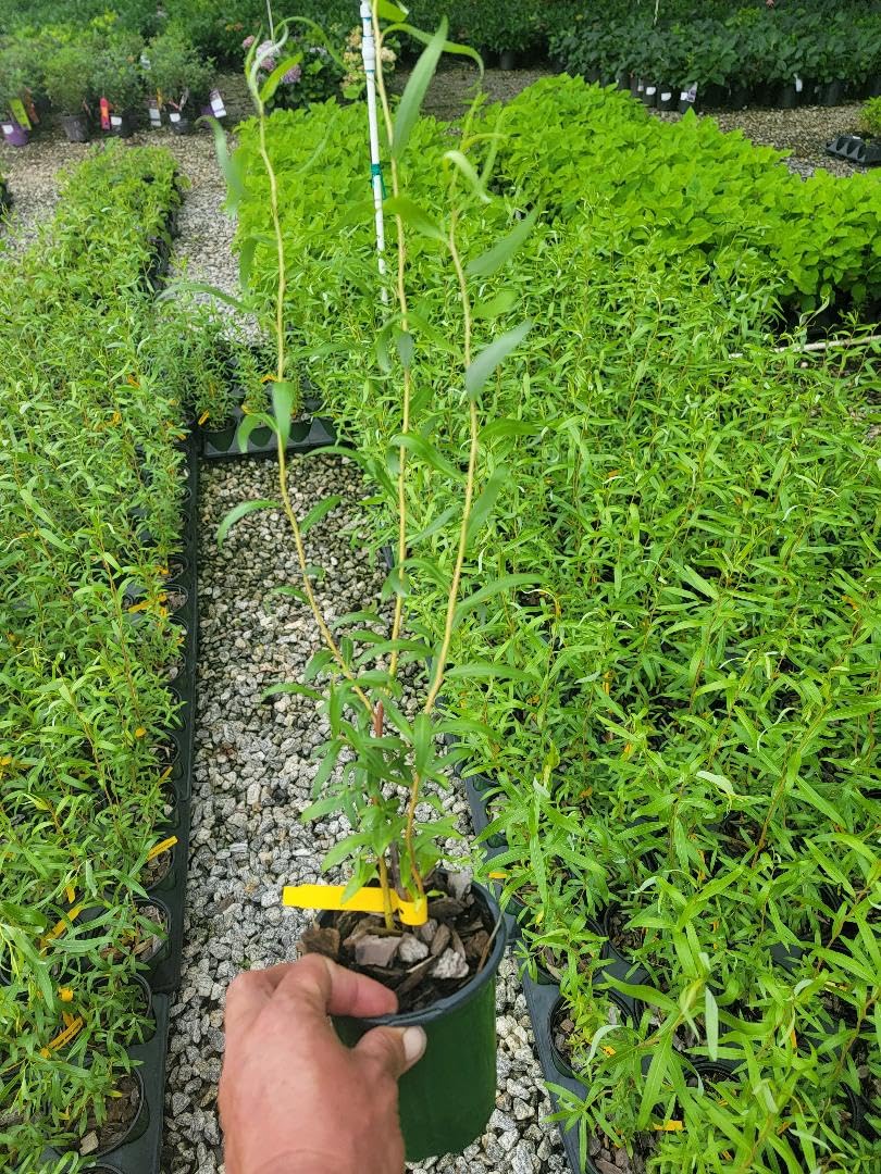 Scarlet Curls Corkscrew Weeping Willow - Live Plant - Quart Pot