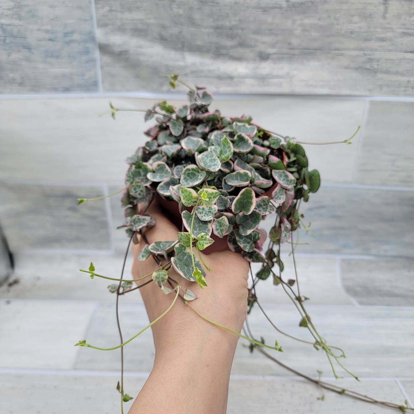 Rare Variegated String of Hearts - Ceropegia Woodii Variegata, Live Houseplants in 4" Pot by 3exoticgreen | Indoor Plants, Live Indoor Plants | Variegated Purple Hearts Plant