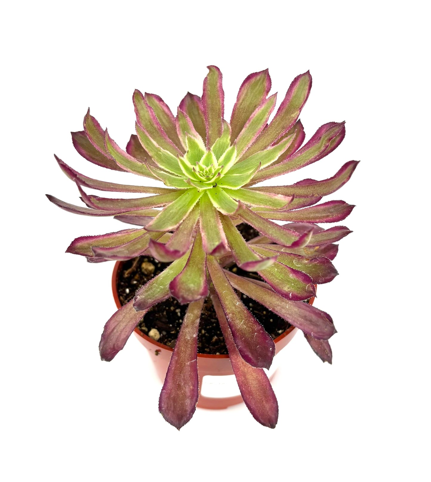 CTS Air Plants Aeonium Mardi Gras Succulent Plant, Colorful Green Blue Pink Rosettes, 4 Inch Pot, Live Indoor Outdoor Plant