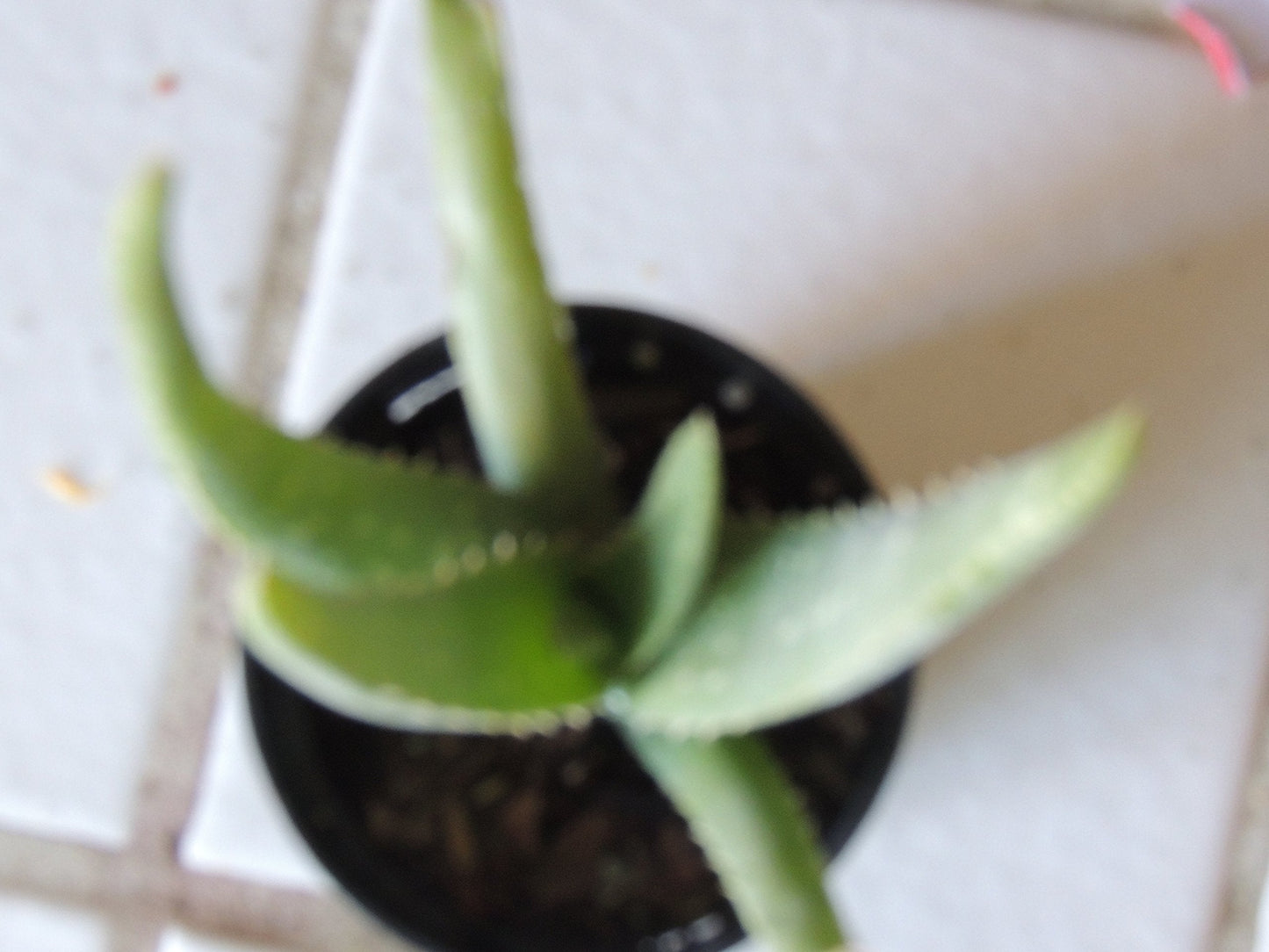 Two Healthy Strong Aloe Vera Plants 10-12 Inches Tall