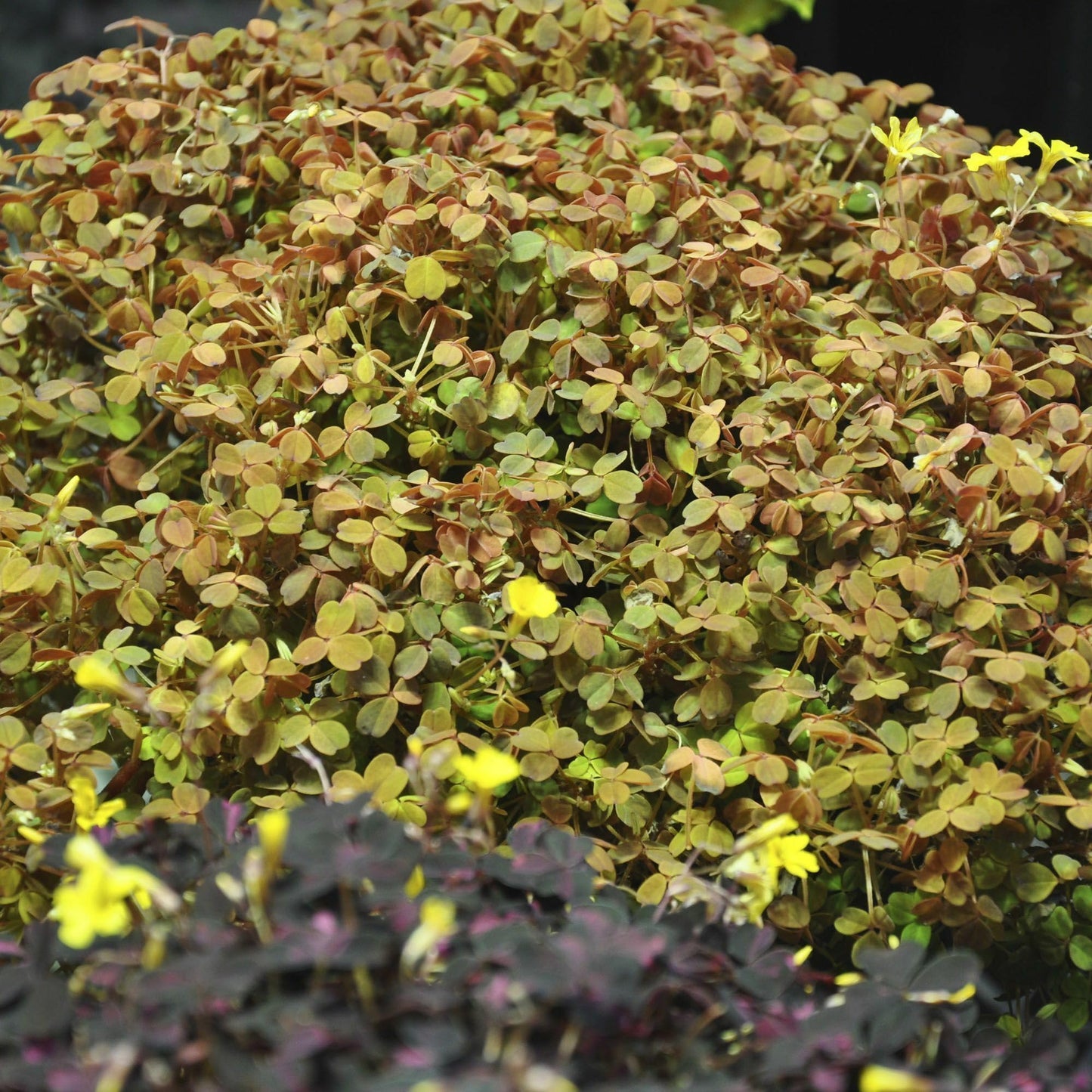 Oxalis spiralis ‘Aurea’, Amber Plum Crazy, Golden/Amber Oxalis, Amber Shamrock, Non-Invasive Wood Sorrel, Perennial or Houseplant, Container Size: 3" (2.6x3.5)