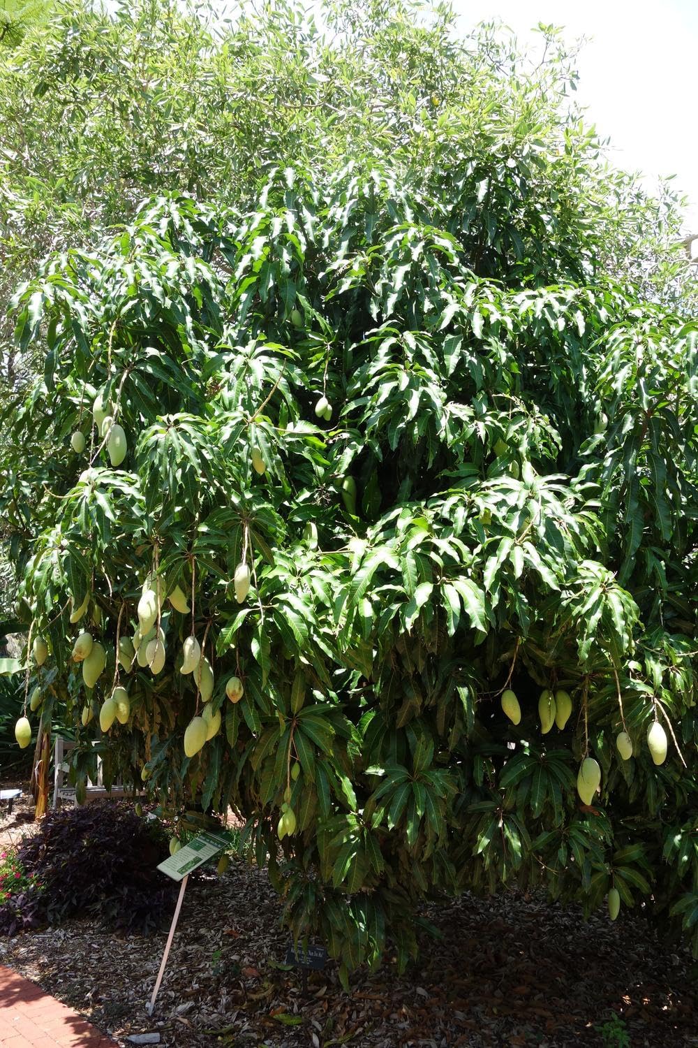 Live Grafted NAM Dok Mai Mango Tree – Sweet Thai Mango Plant, 3–4 Ft Tall, Ships in 3 Gallon Pot. No Shipping to CA or HI.