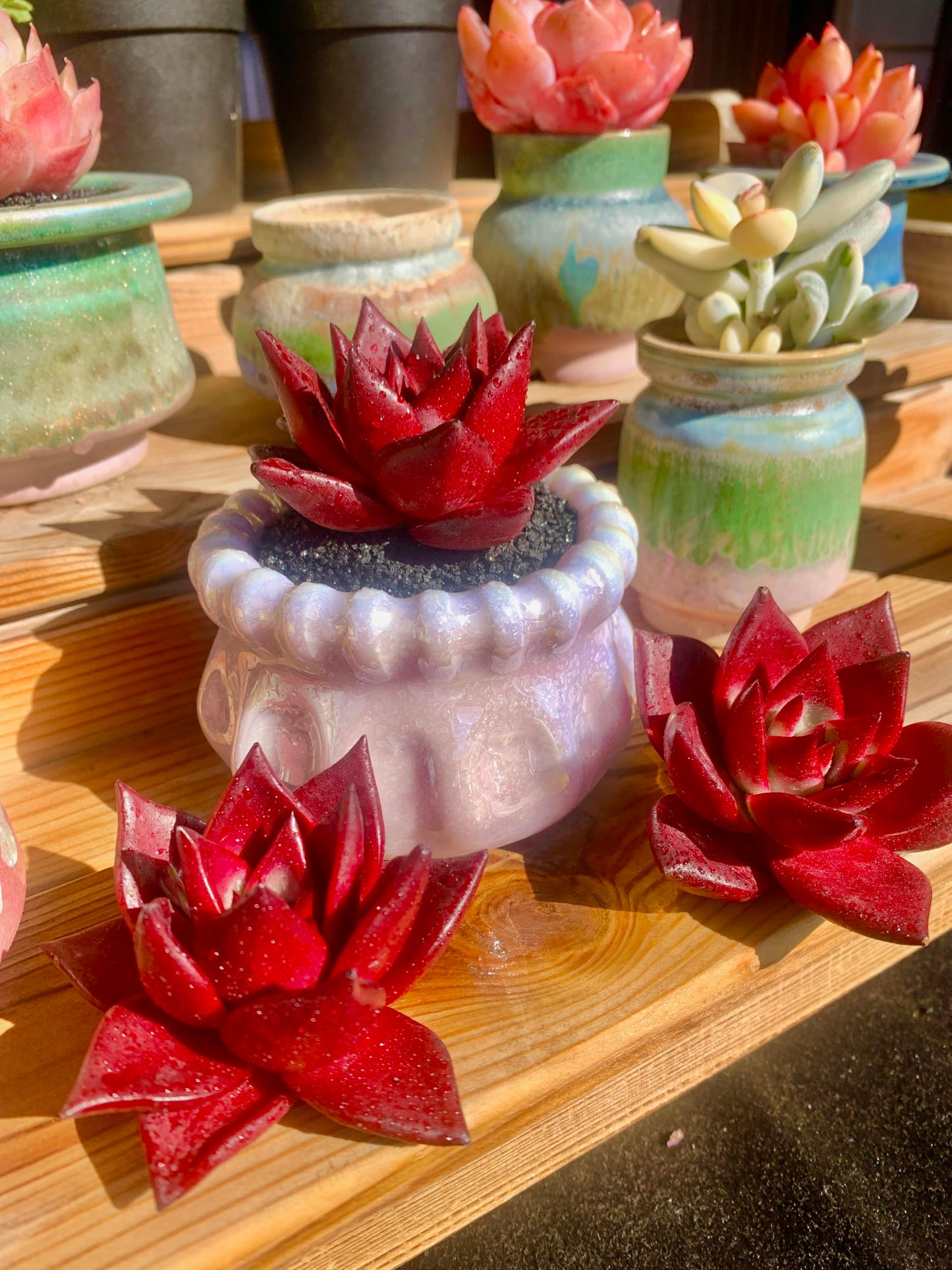 Echeveria Agavoides v Romeo Rubin Rare Live Succulent Plants, Red 1 Head 3" Live Plant, Package Without Pot Soil, Garden Indoor Office Desk, Wedding Party Baby Shower Decoration, Plant Lovers Gifts