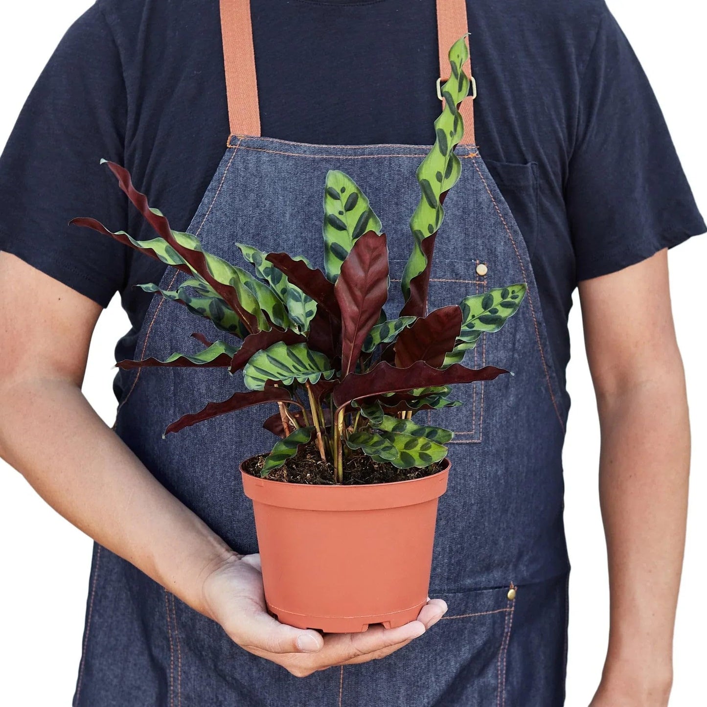 Calathea Lancifolia 'Rattlesnake' | Live Plant for Indoor & Outdoor | for Living Room, Office, Bathroom | (4" Pot)