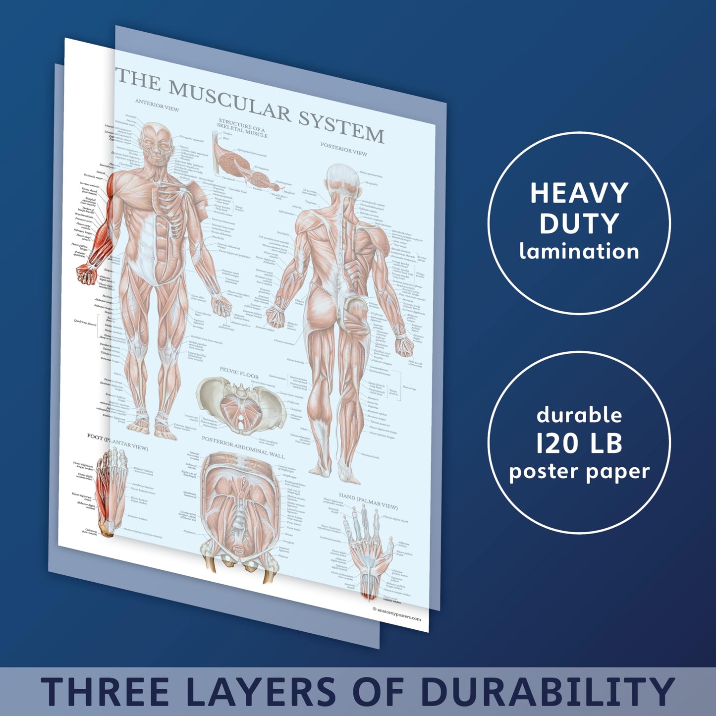2 Pack Stretching Exercises and Muscular System Anatomy Poster Set - Laminated 2 Chart Set - Stretching Workout Routine & Muscle Anatomy Diagram [DARK] (LAMINATED, 18” x 24”)