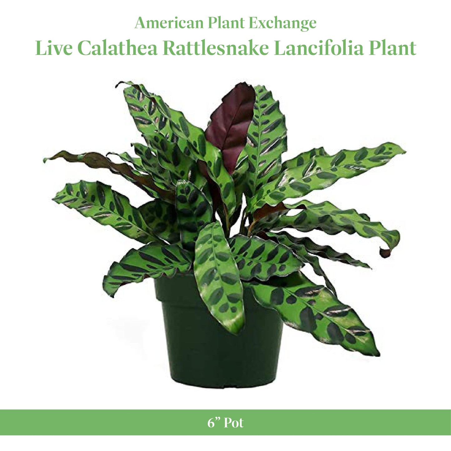 American Plant Exchange Calathea Rattlesnake – 6-Inch with Pot Cover – Live Pet-Friendly Indoor Houseplant with Wavy Green Leaves for Low-Light Homes, Offices, Bedrooms & Shelf Décor