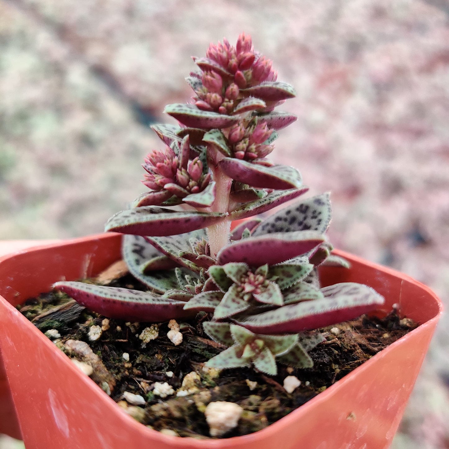 FOLIAGEMS Live Succulent Cactus Plants from USKC (2" Pot) (Crassula Tiger Jade)