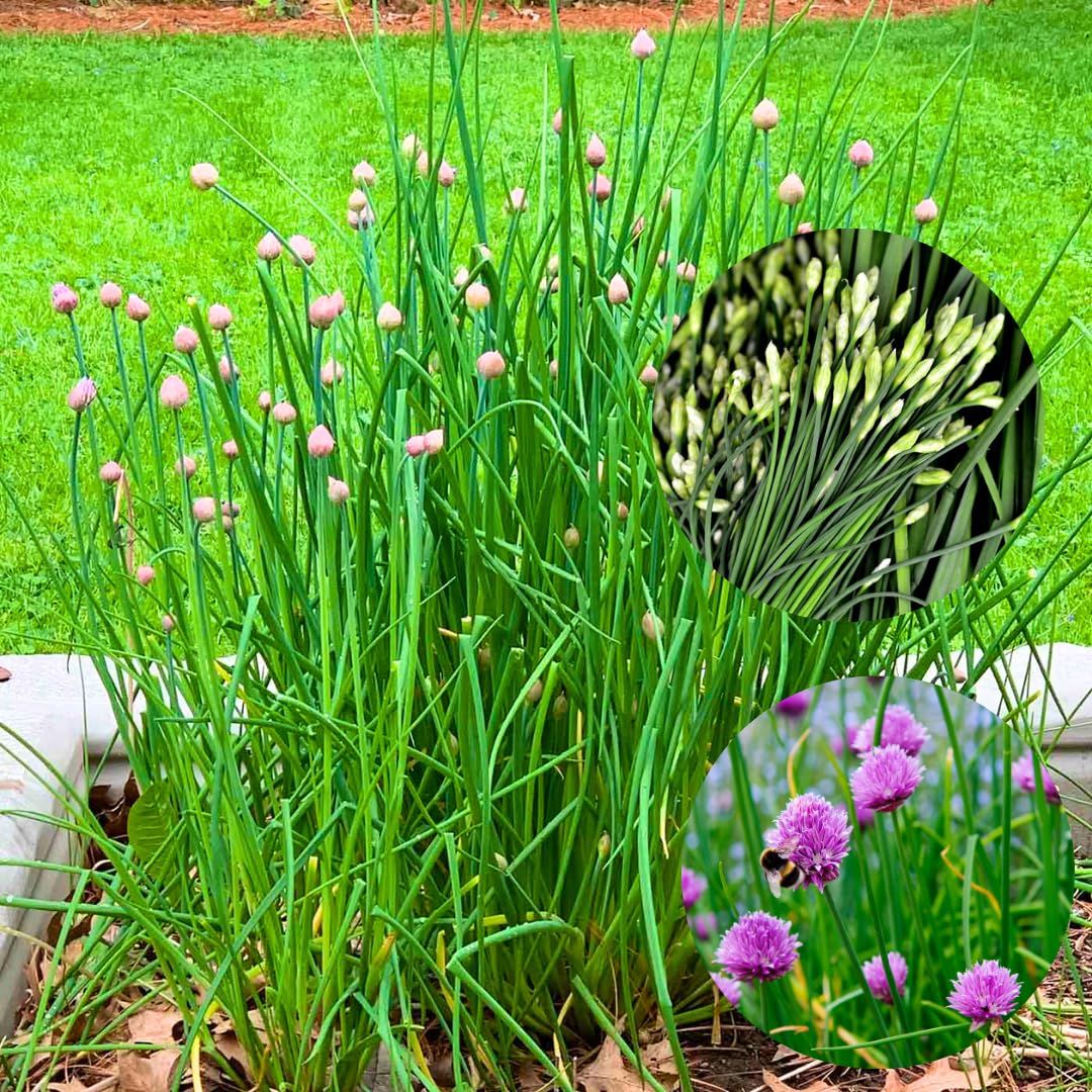 10 Chives Plants Live for Planting Outdoors, Well Rooted, Perennial Plants