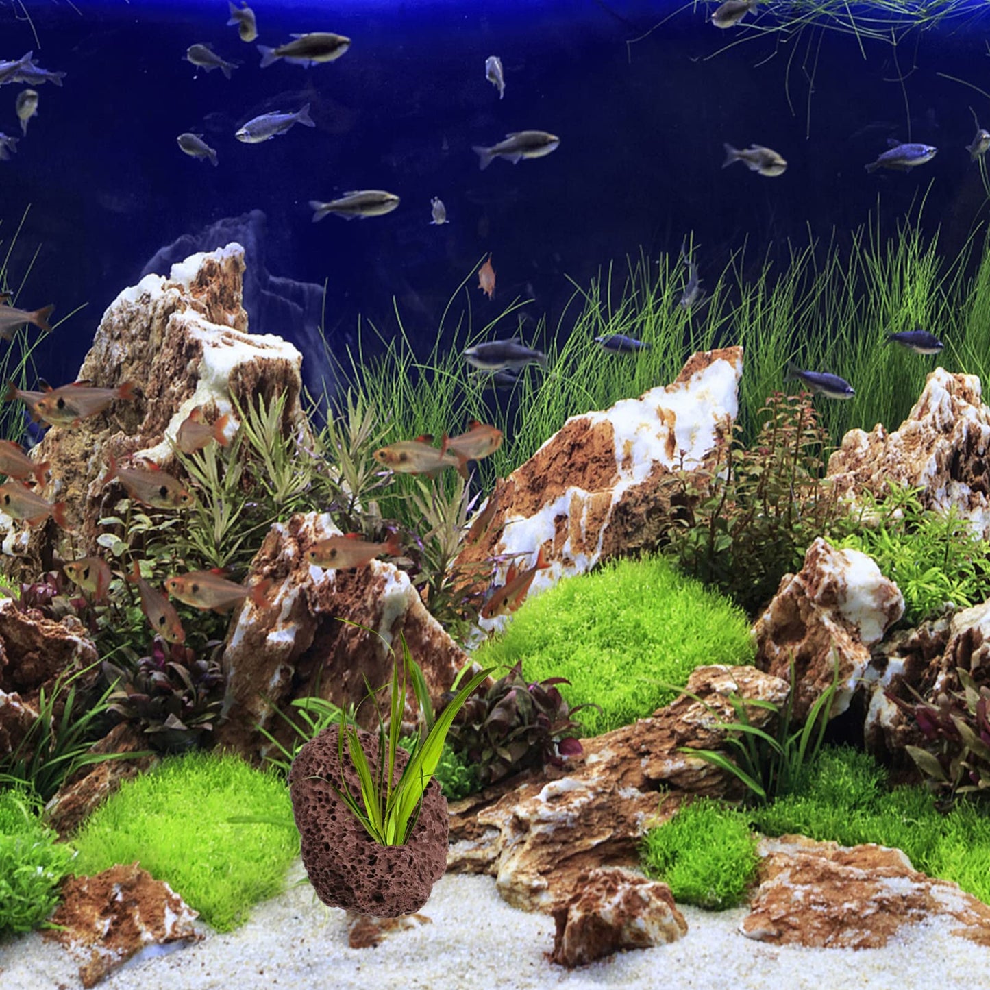 DOITOOL Lava Rock Aquarium 6pcs Volcanic Rocks Small Dark Brown Volcanic Pumice Stones, Aquarium Stones Aquascaping for Fish Tank Decoration, 3.93x2.75x1.57inch