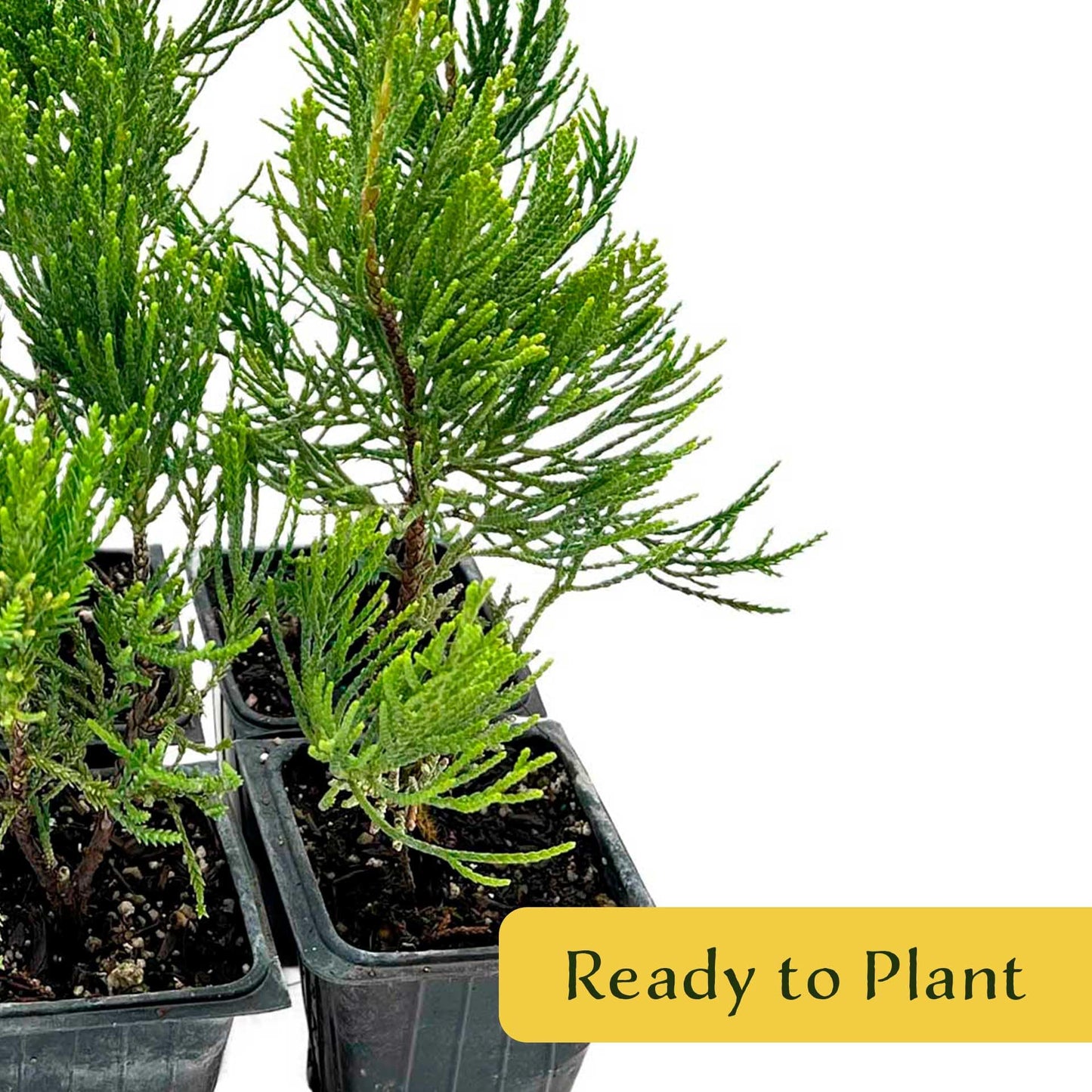 4 Hollywood Juniper – Sculptural Twisted Evergreen Conifer Shrub for Hedges, Borders & Container Planting (Juniperus chinensis ‘Torulosa’) in 3.5″ Cubes, Live Plants