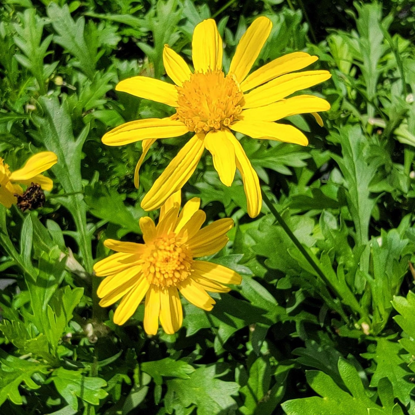 Daisy Golden Shrub Plants | 3 Live Seedlings | Euryops pectinatus | Flowering Accent | Sun Loving Garden Variety