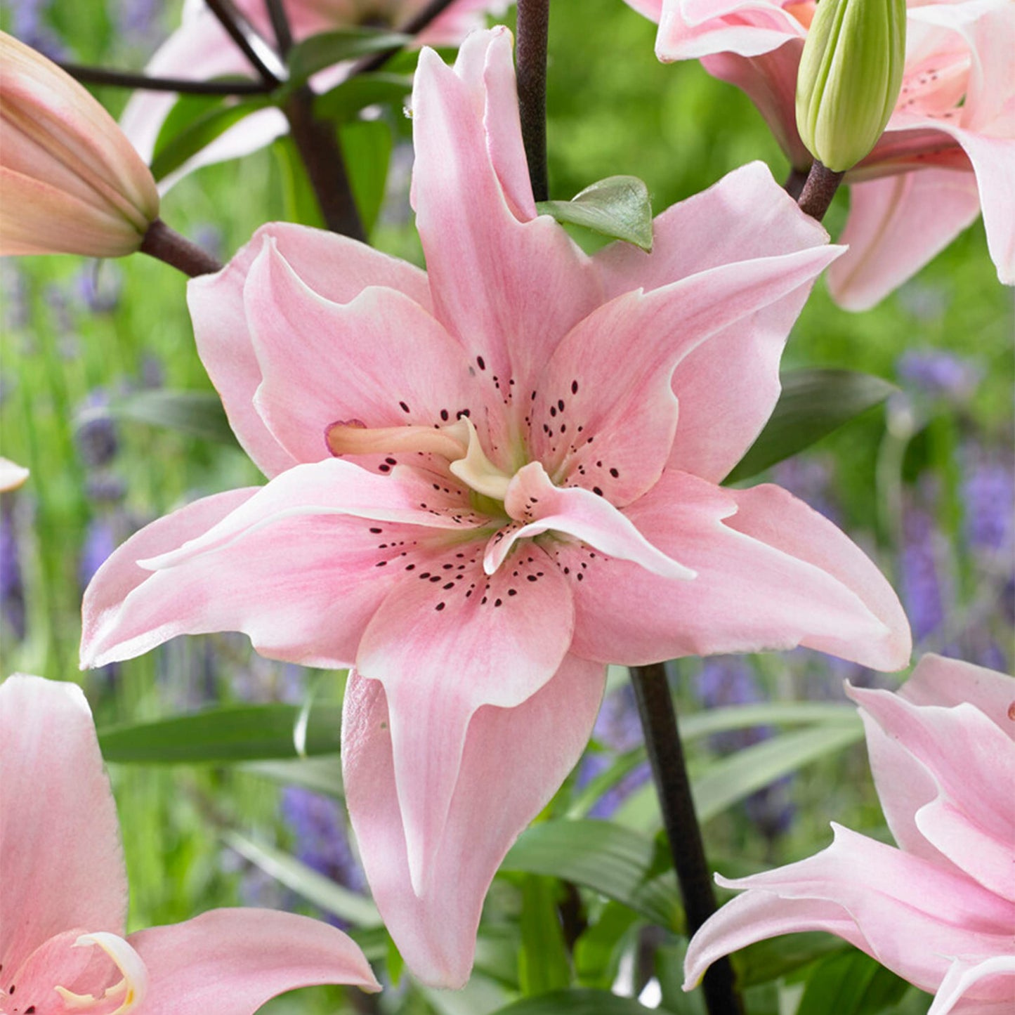 Garden State Bulb Double Elodie Light Pink Asiatic Lily Flower Bulbs, 14/16cm, Spring Planting (Bag of 10)