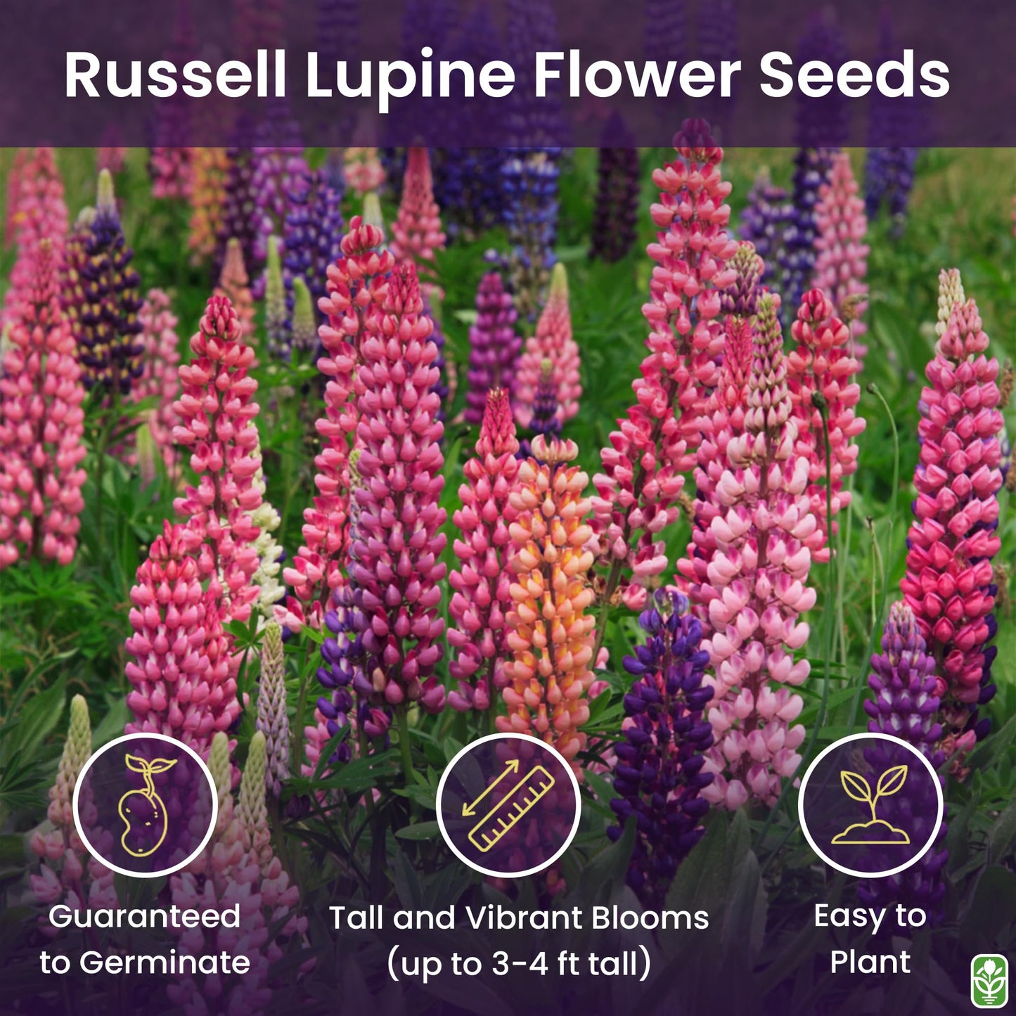 Marde Ross & Company Russell Lupine Seeds Perennial - Grows 40" Tall - Perennial Wildflowers for Winter & Fall Planting - Grown in the USA - 100 Mixed Russell Lupine Seeds