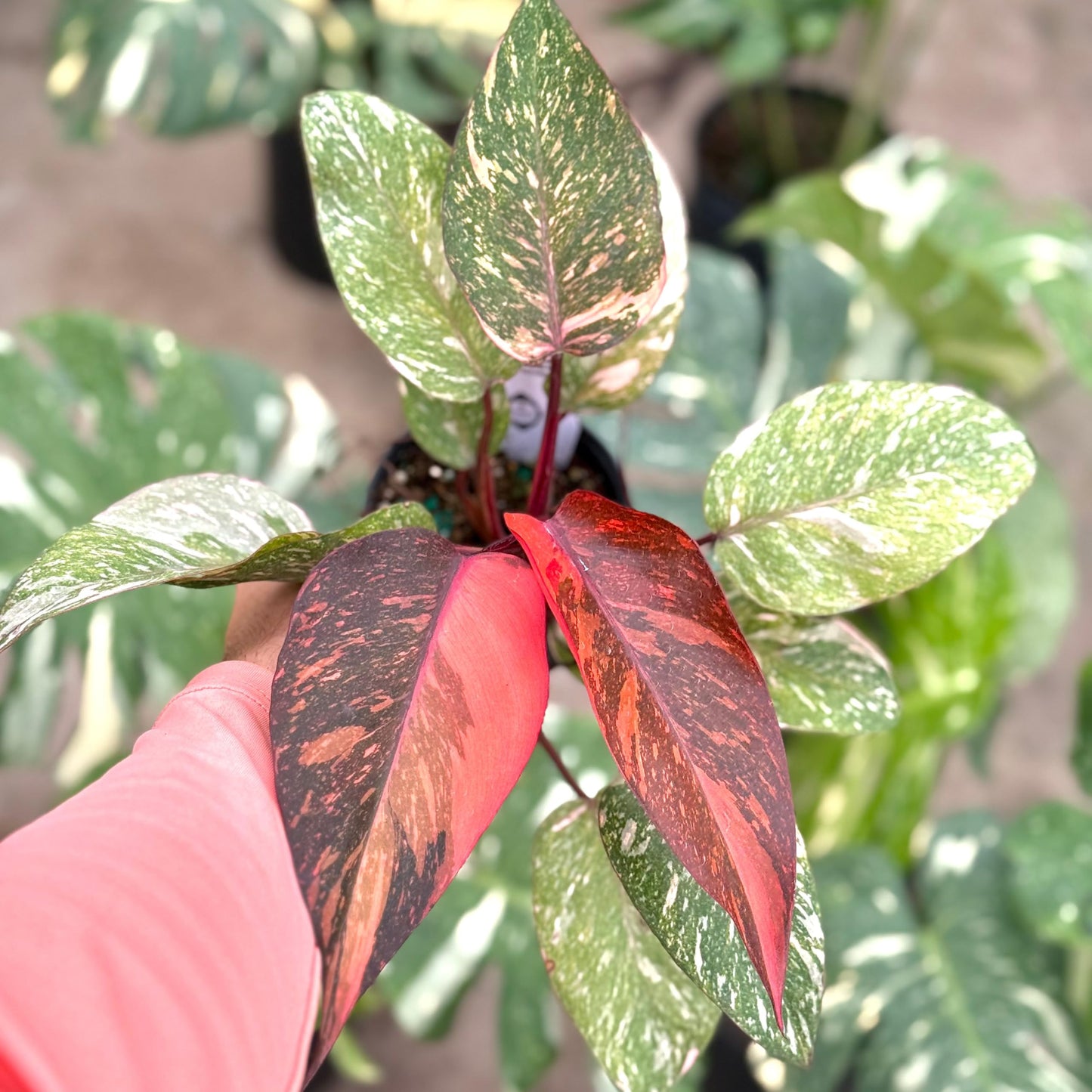 Live Philodendron Orange Princess Plant – Live 4” Variegated Indoor Aroid with Dark Green & Copper-Orange Leaves | Easy Air-Purifying Houseplant for Home or Office Decor (Heat Pack Included)