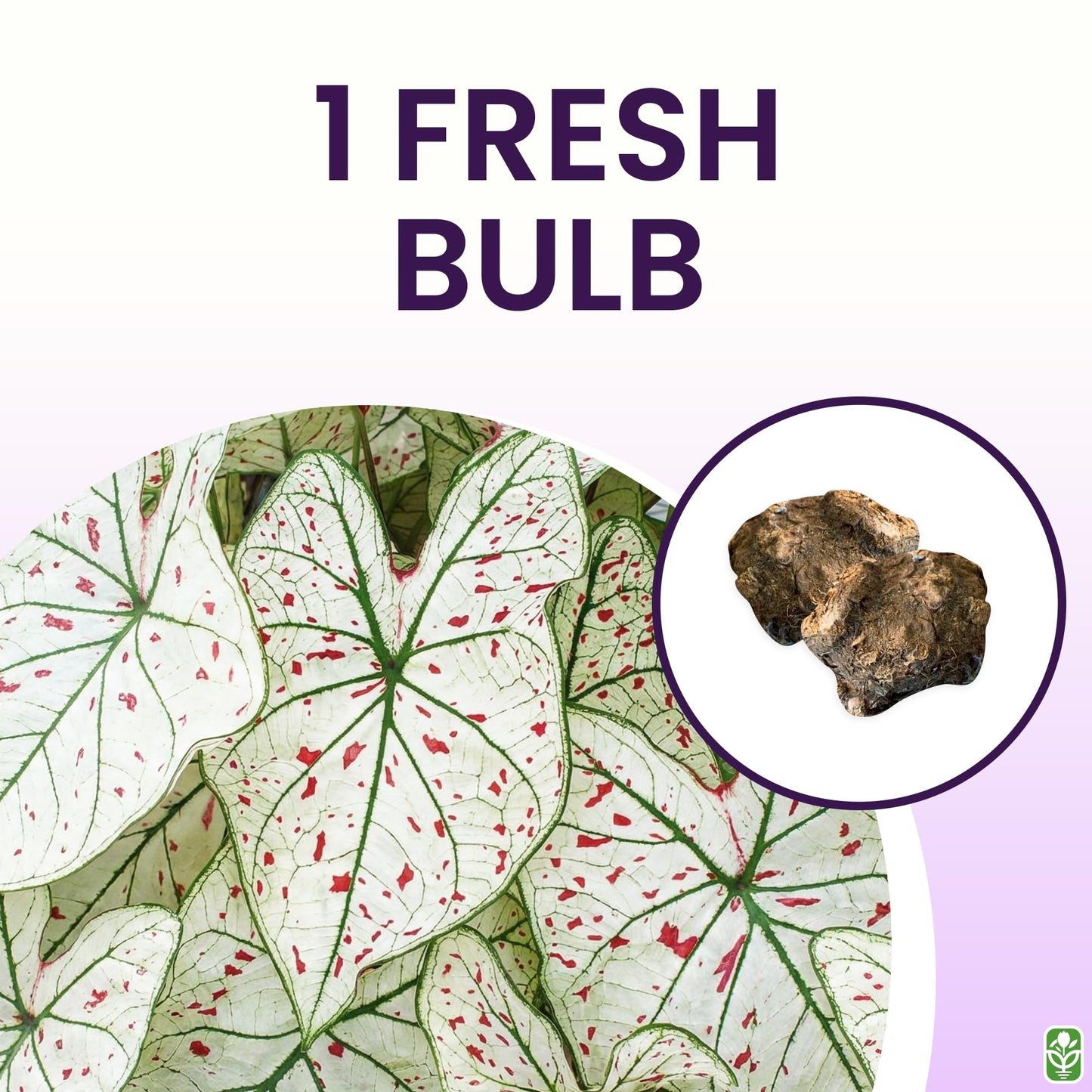 Fancy Leaf Caladium - Cranberry Star - Large Size Bulb - Hardy Zones 9-11