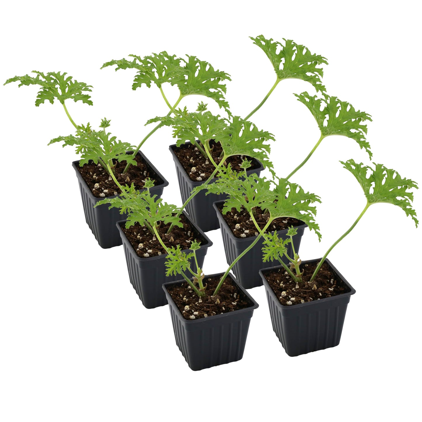 Live Citronella Geranium Plants (6-Pack); Pelargonium Citronella Scented Potted Plants